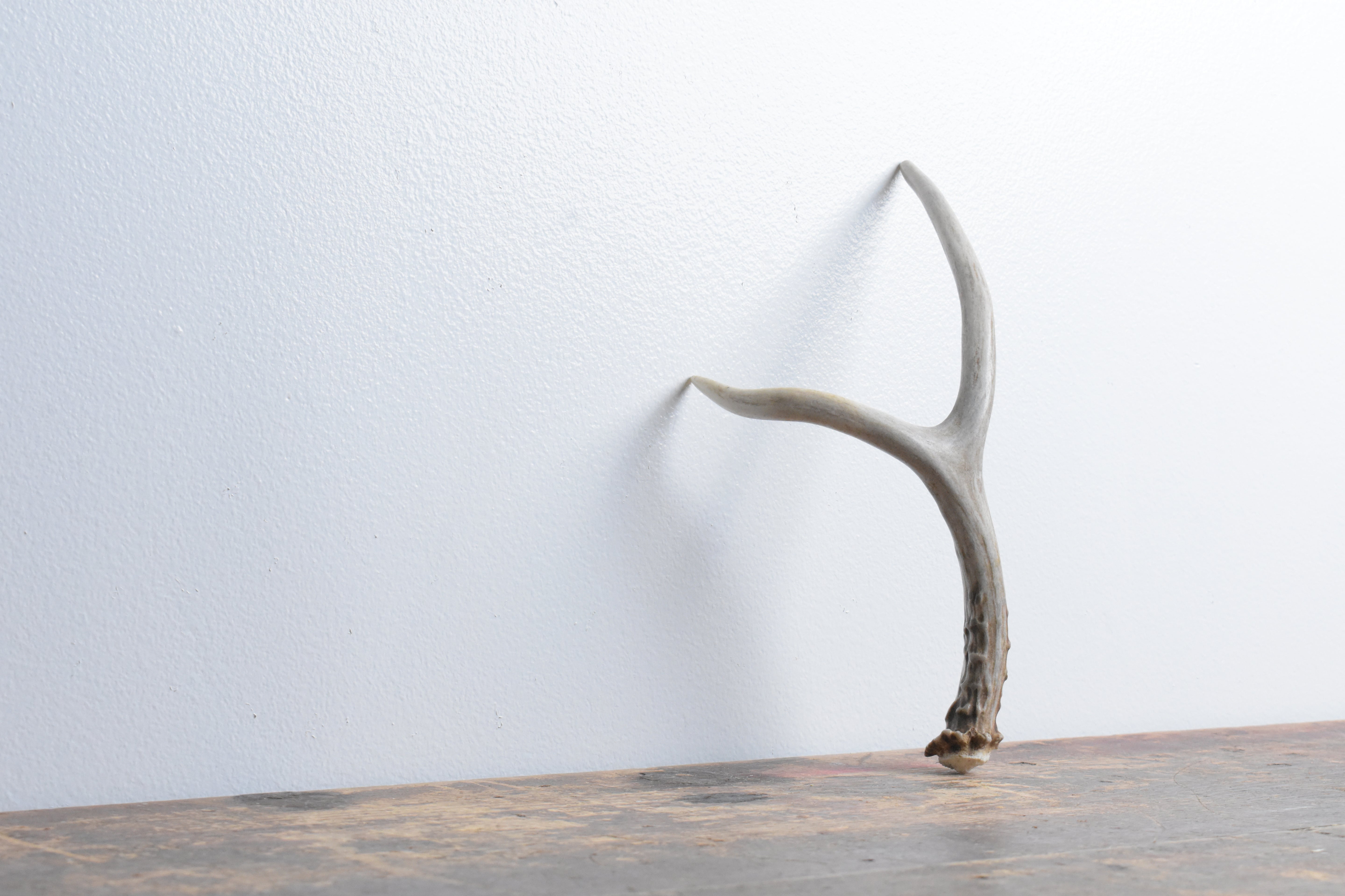 Mule Deer Antler | Small Size | 33