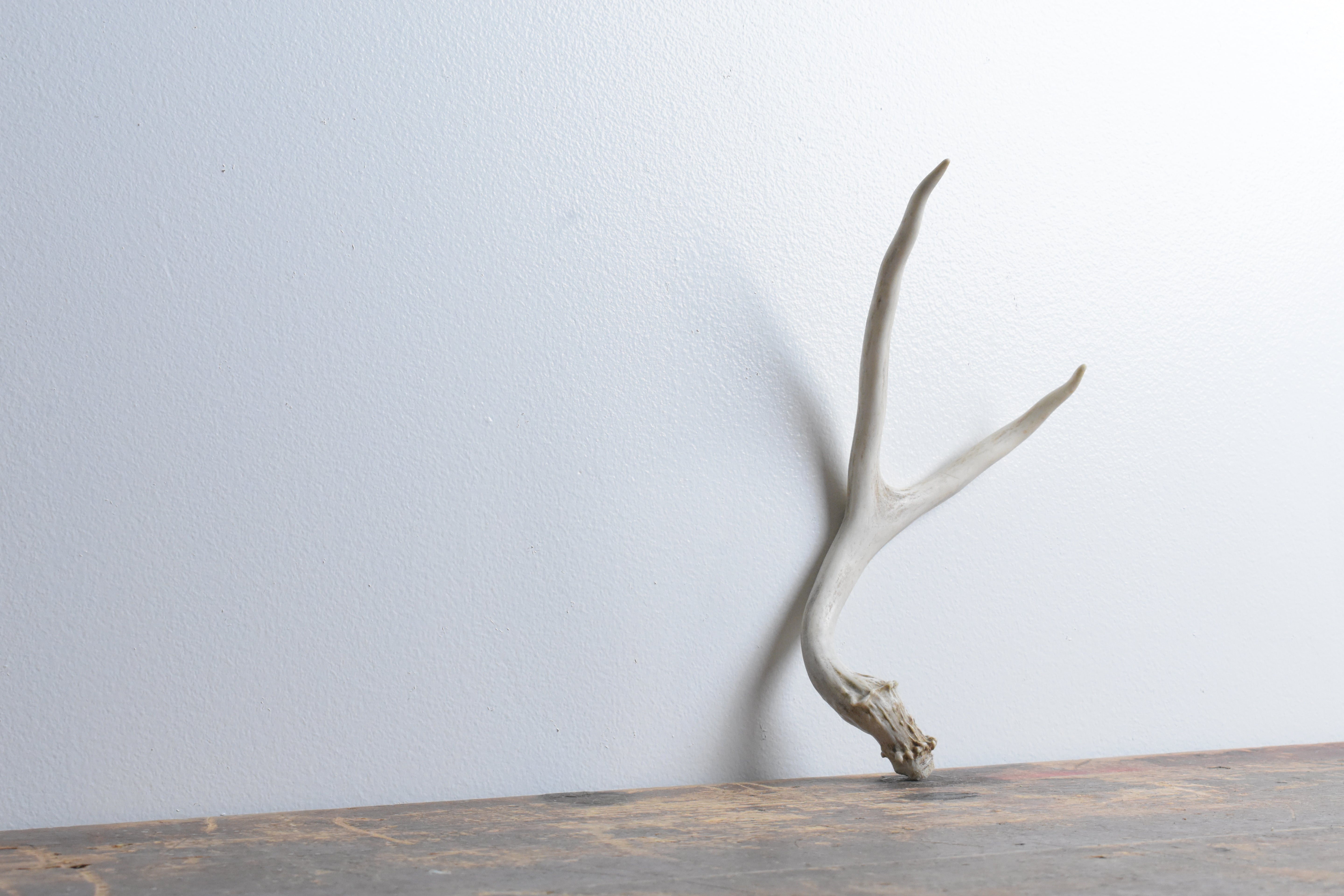 Mule Deer Antler | 26