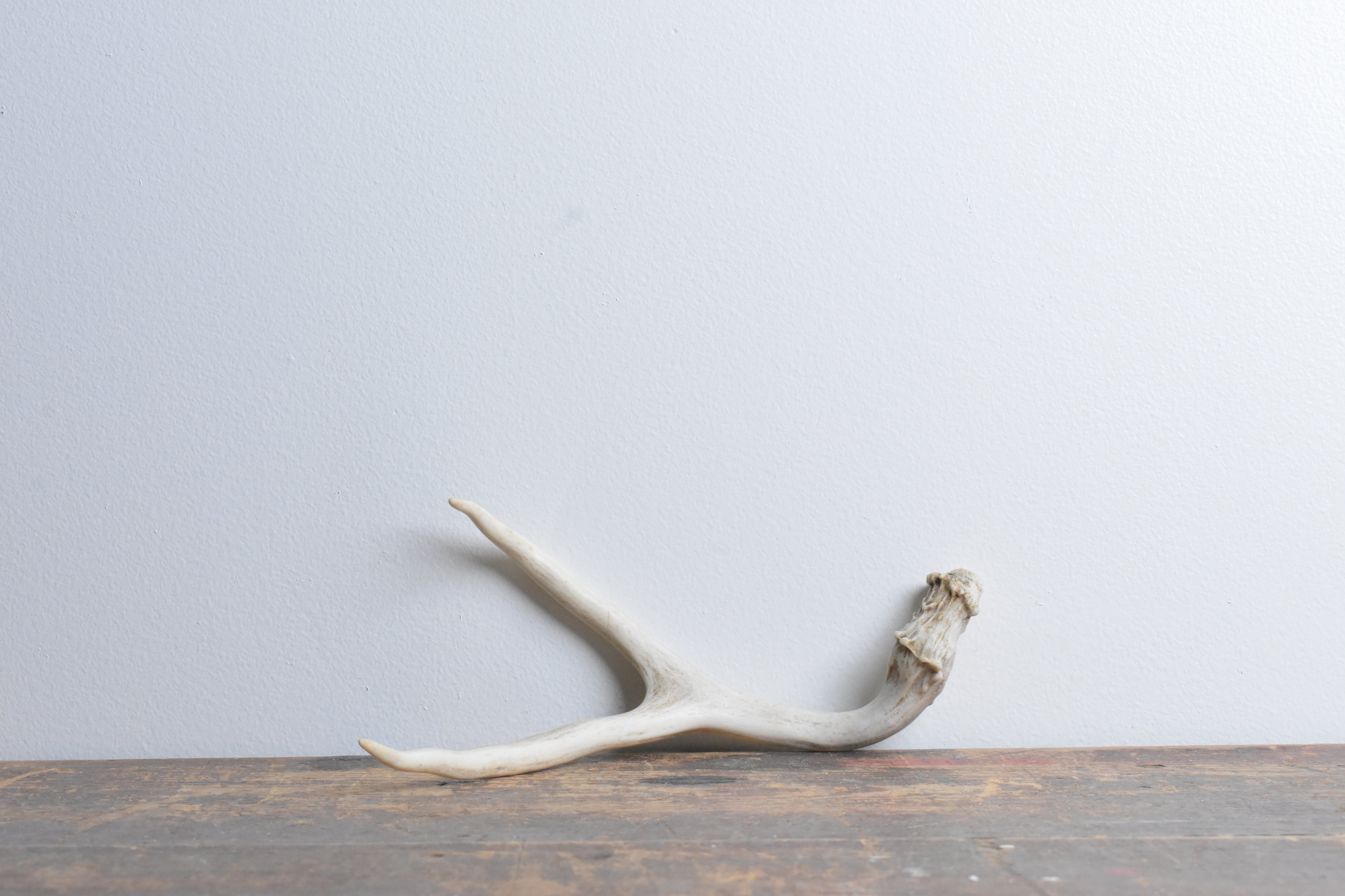 Mule Deer Antler | 26