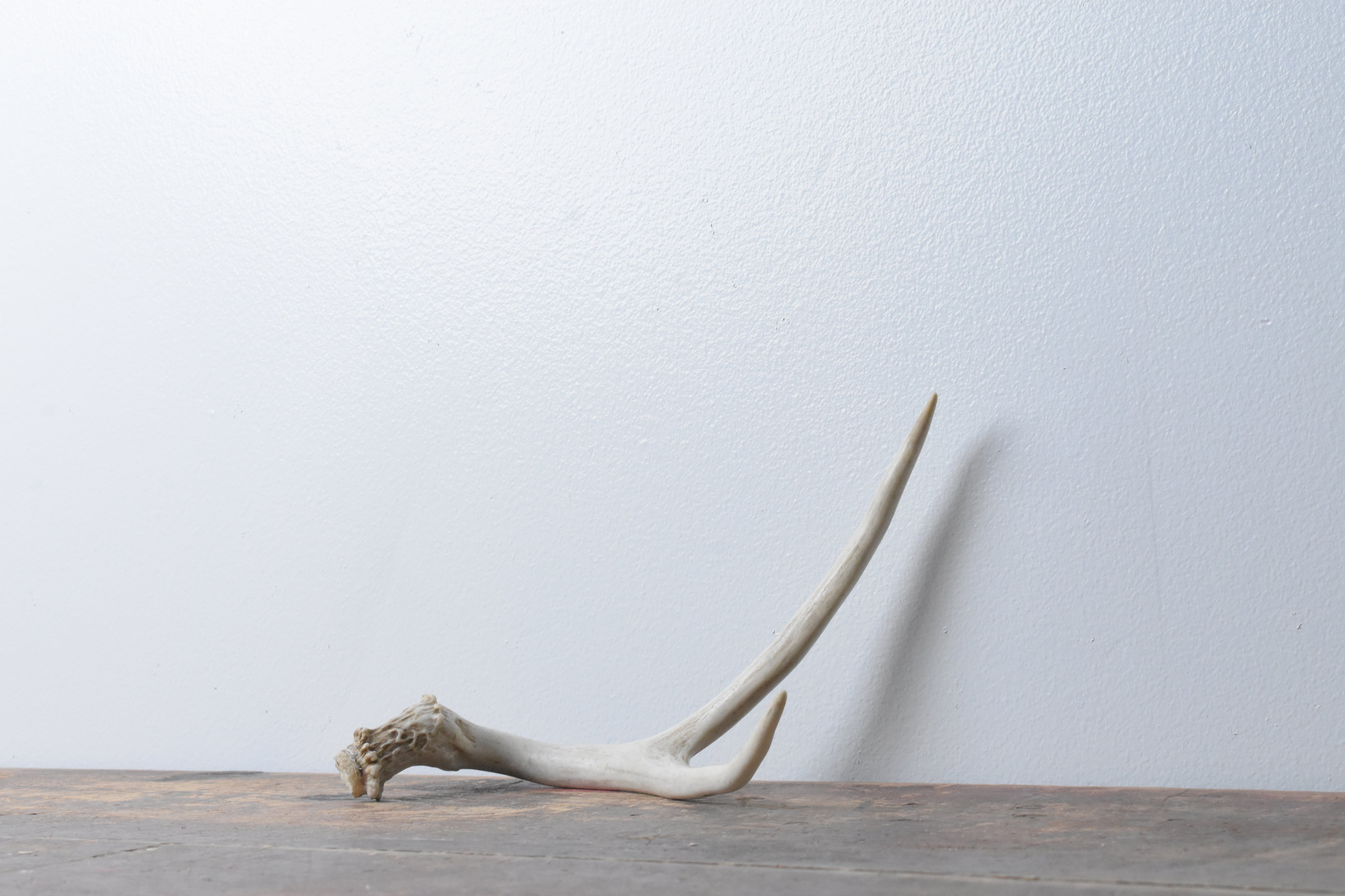 Mule Deer Antler | 26
