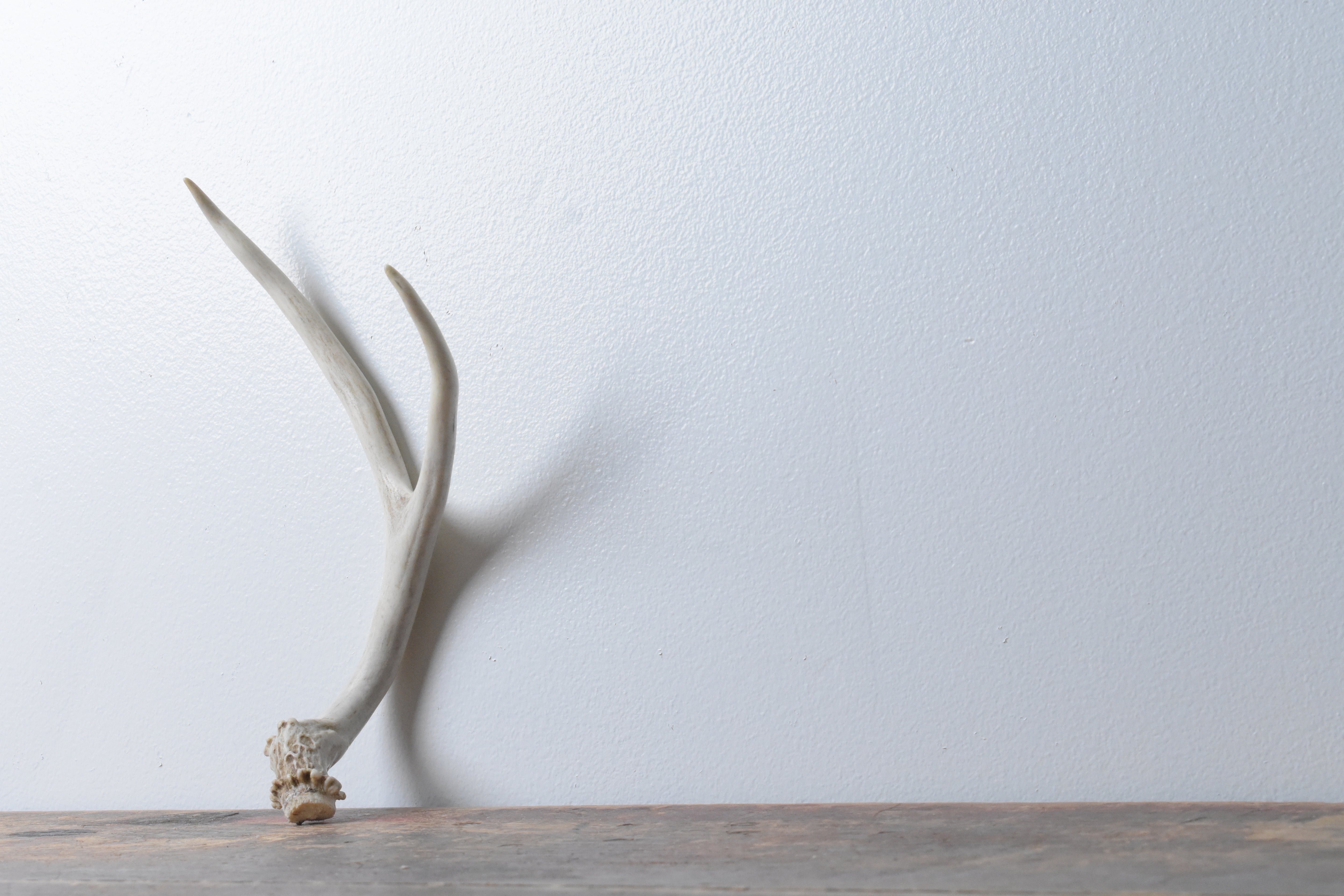 Mule Deer Antler | 26