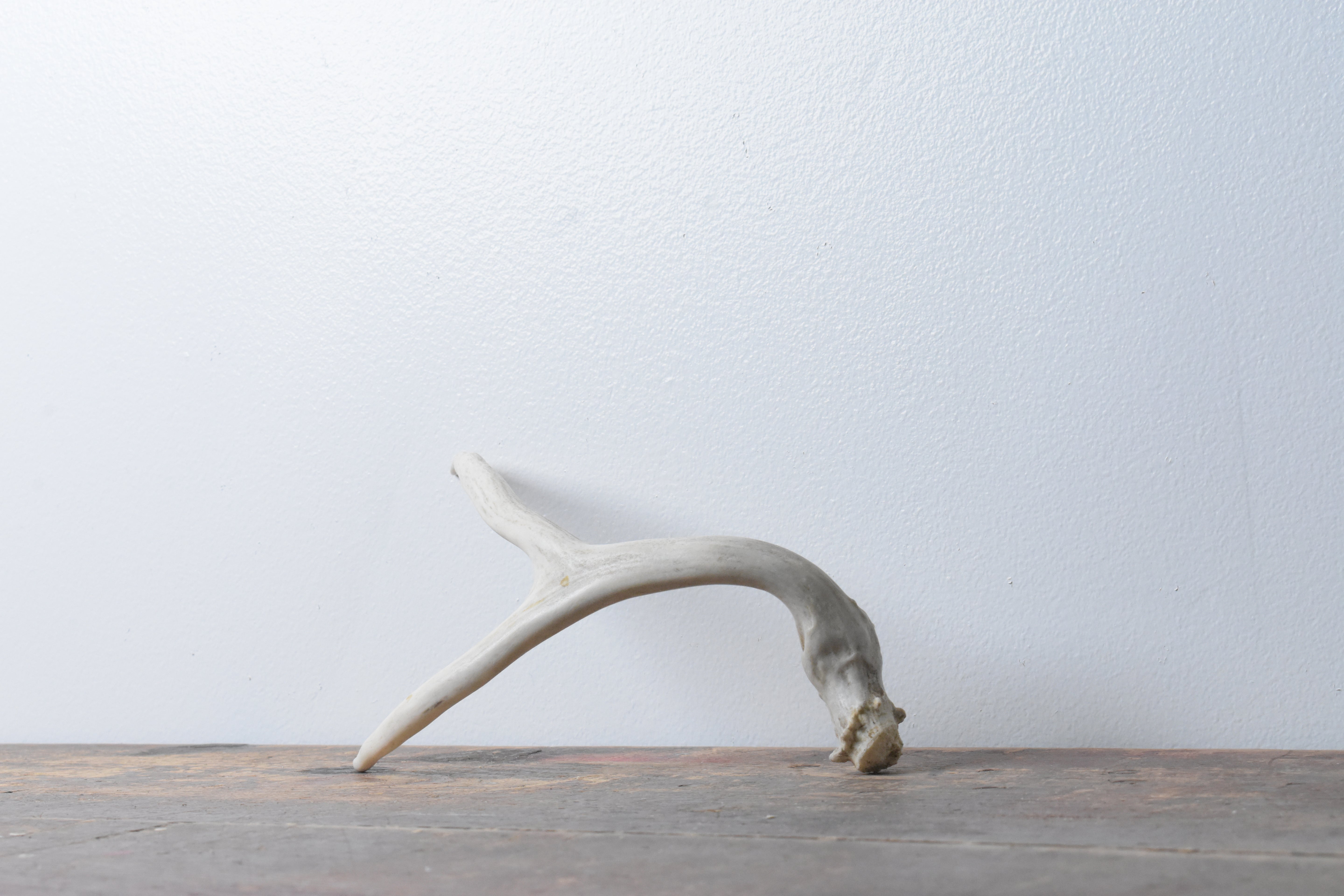 Mule Deer Antler | 26