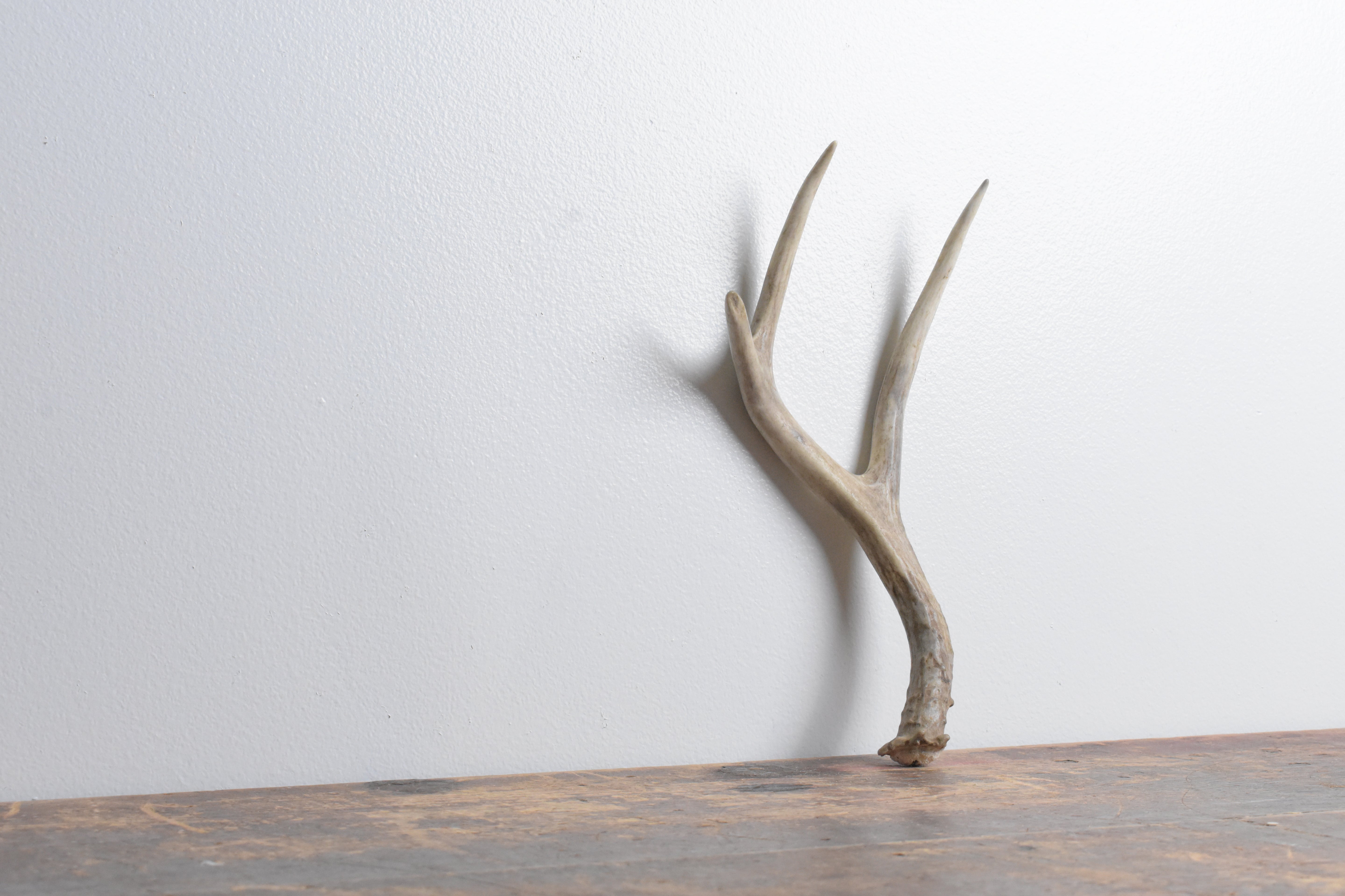 Mule Deer Antler | Small Size | 25