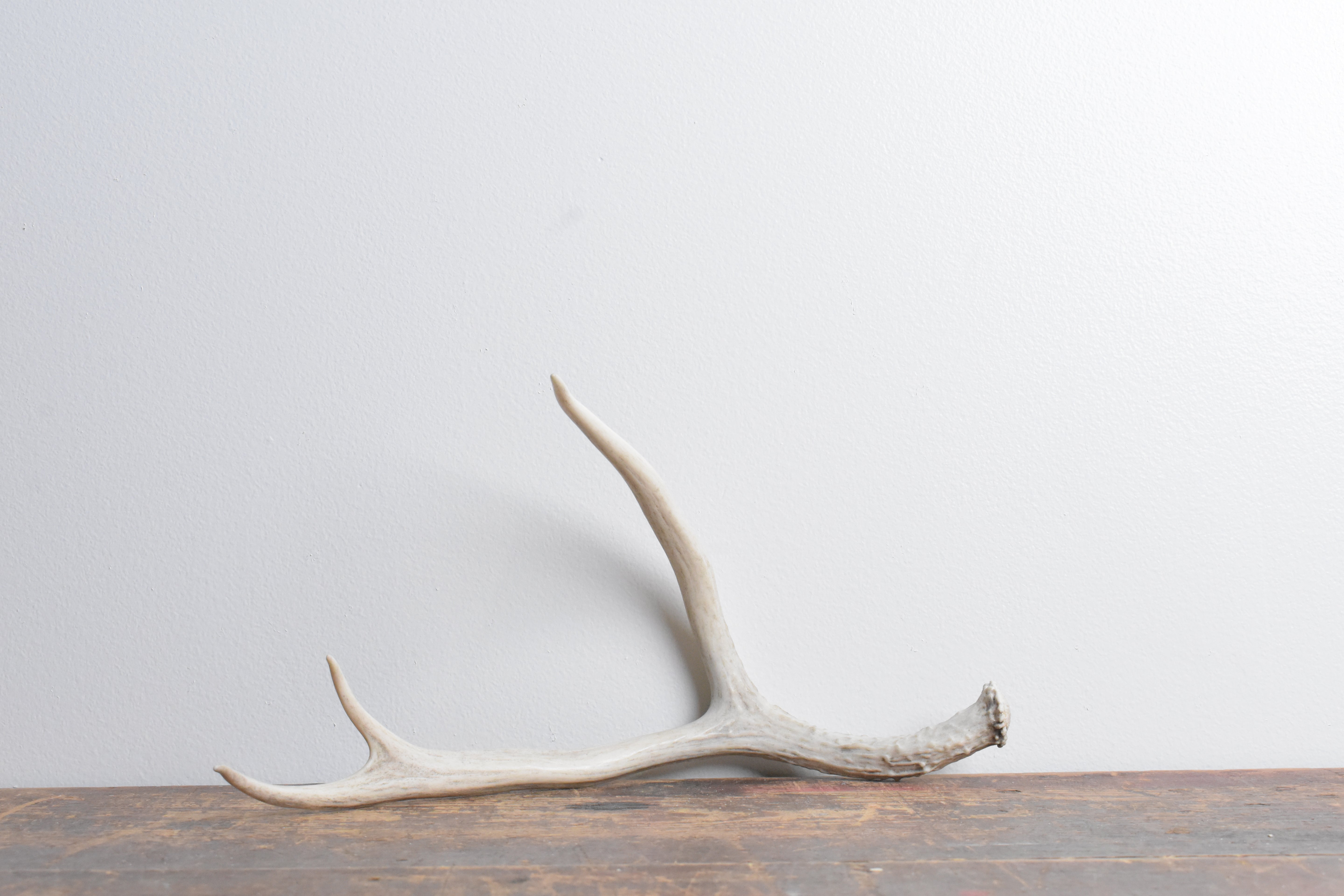 Mule Deer Antler | 39