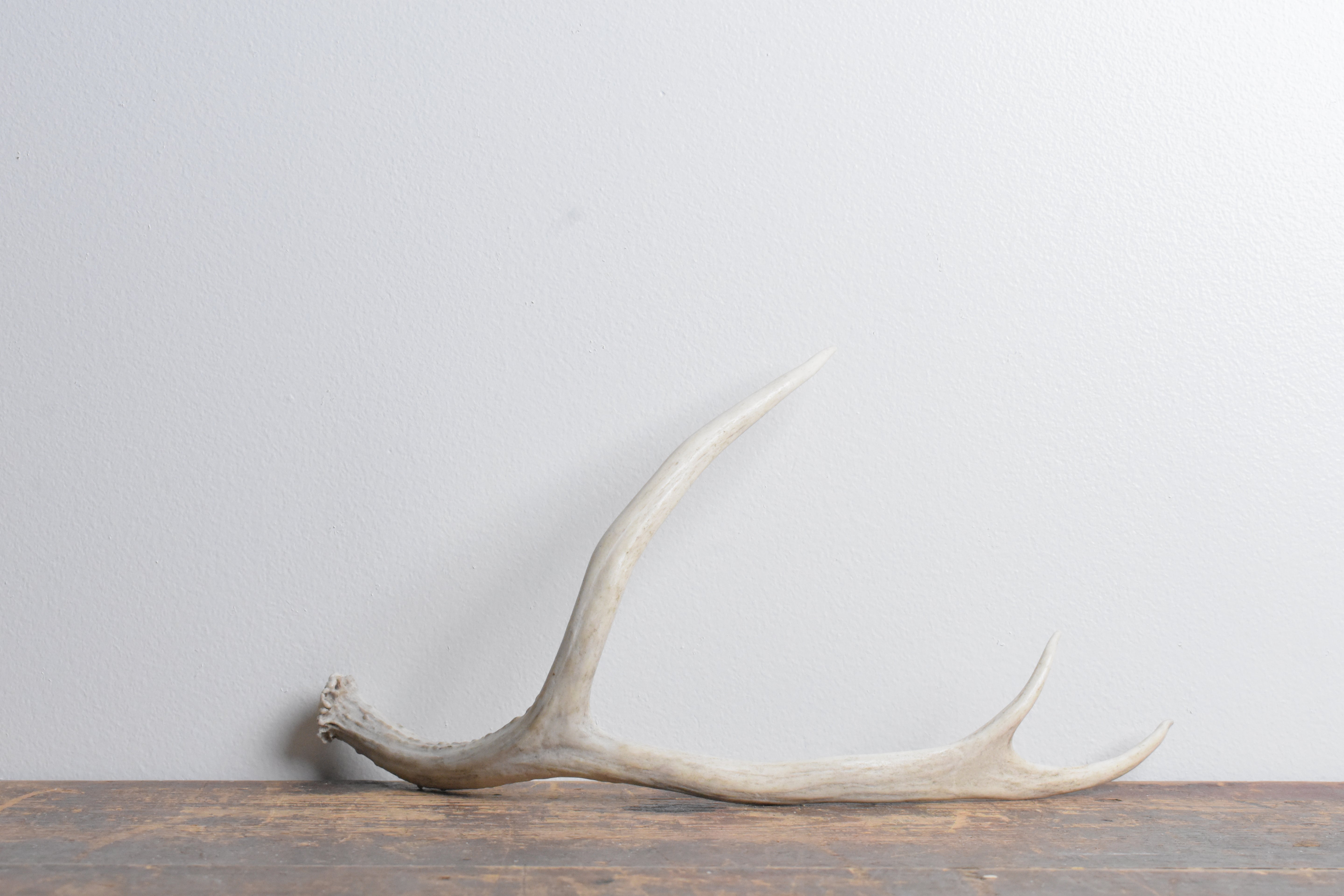 Mule Deer Antler | 39