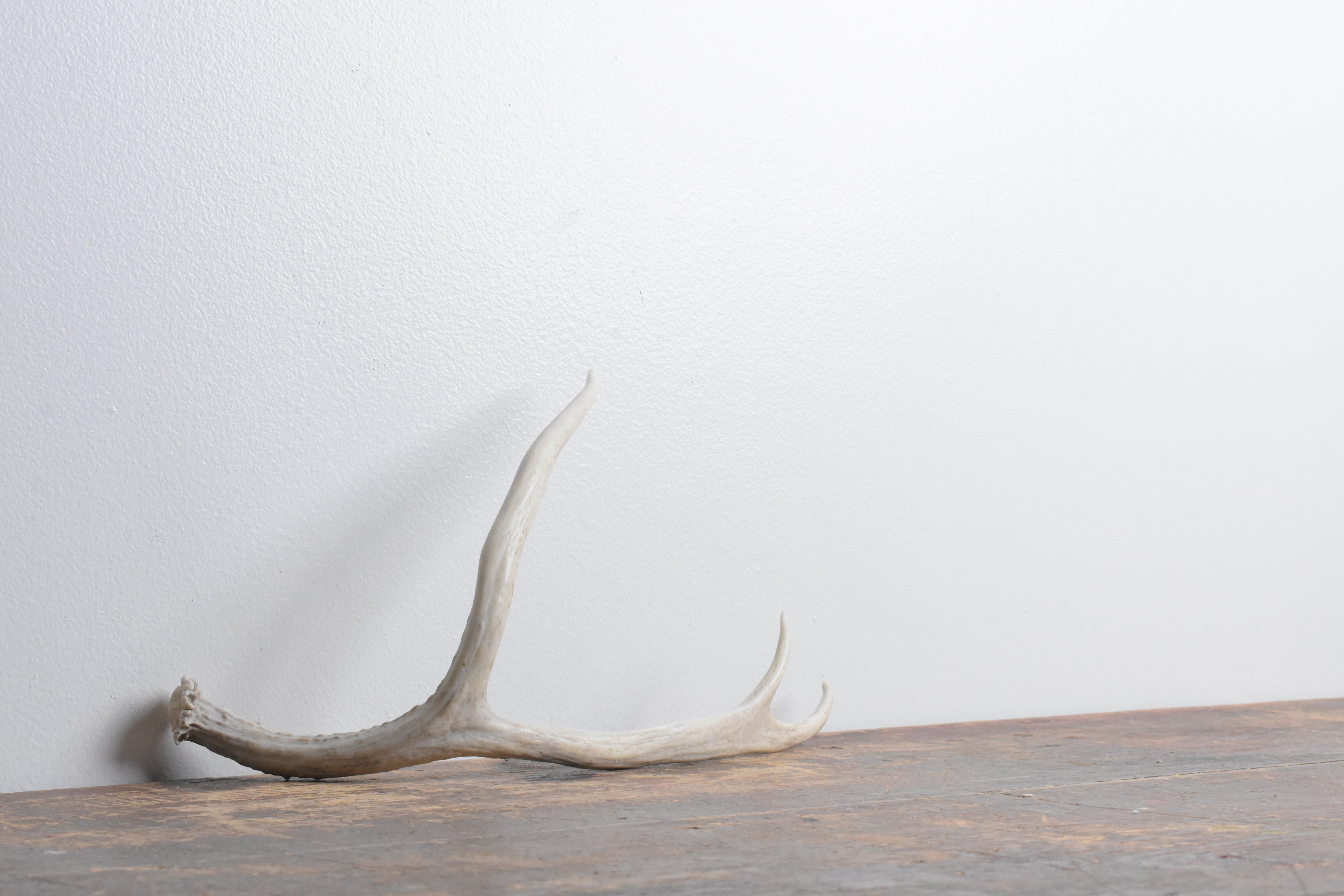 Mule Deer Antler | 39