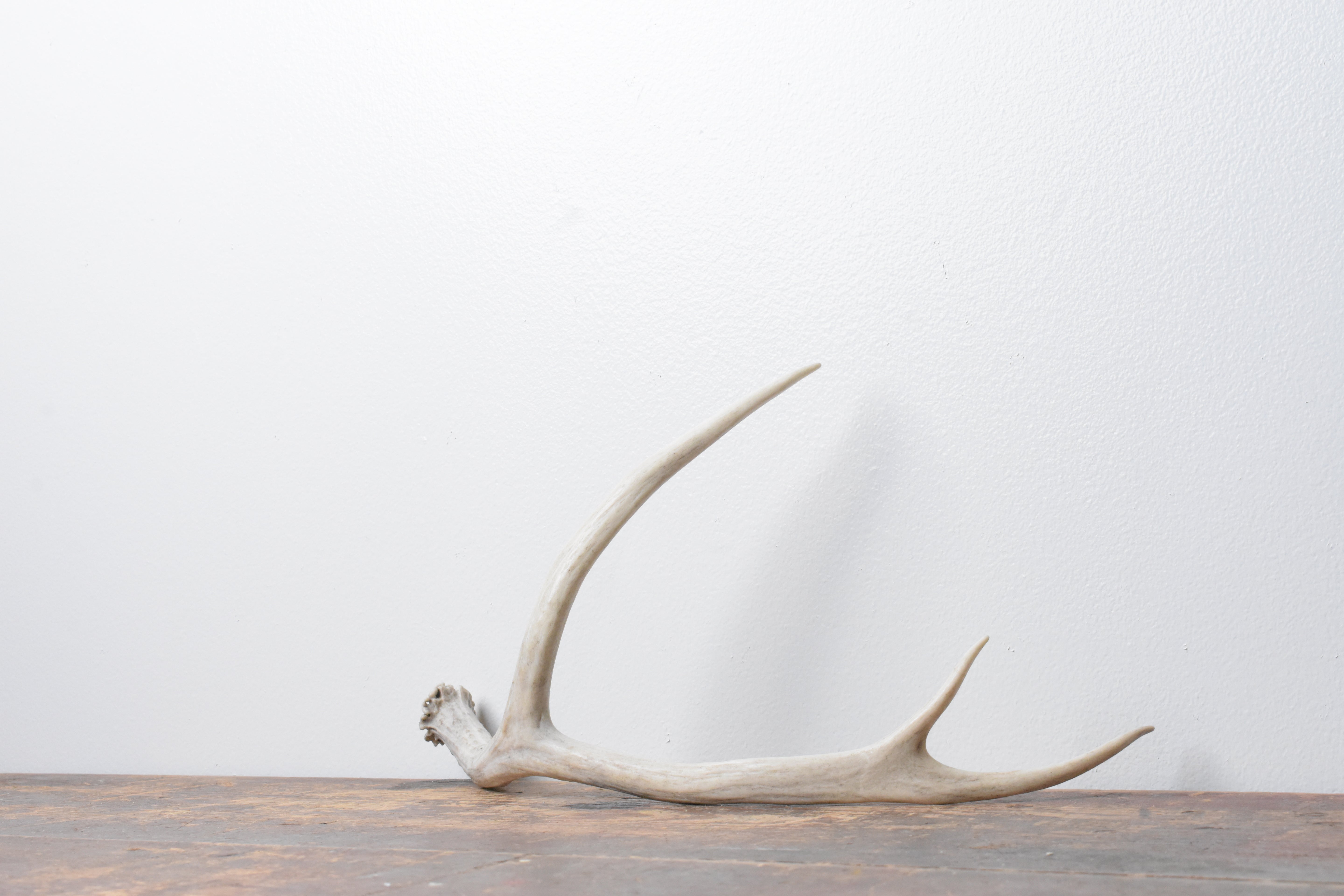 Mule Deer Antler | 39