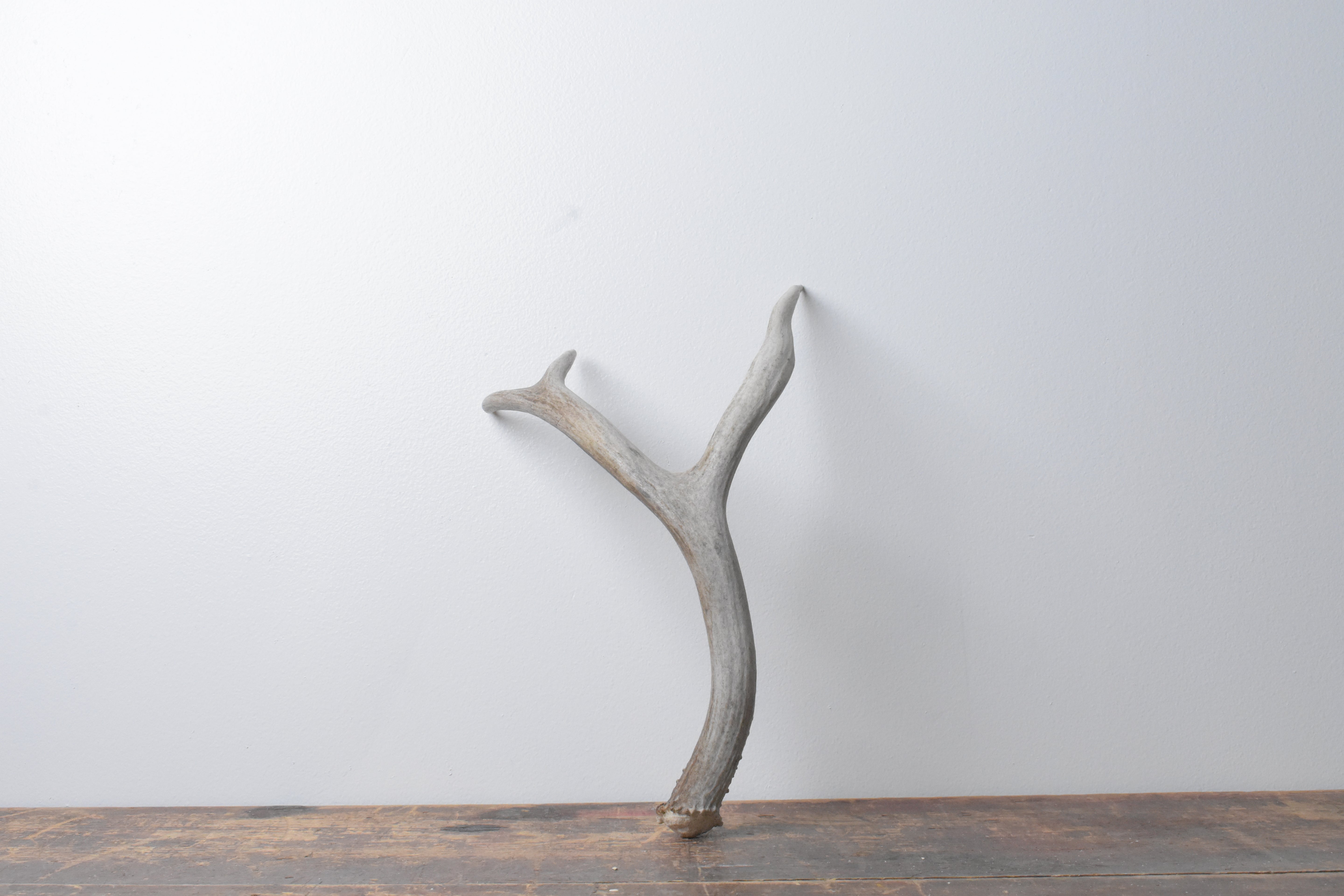 Mule Deer Antler | Medium Size | 46