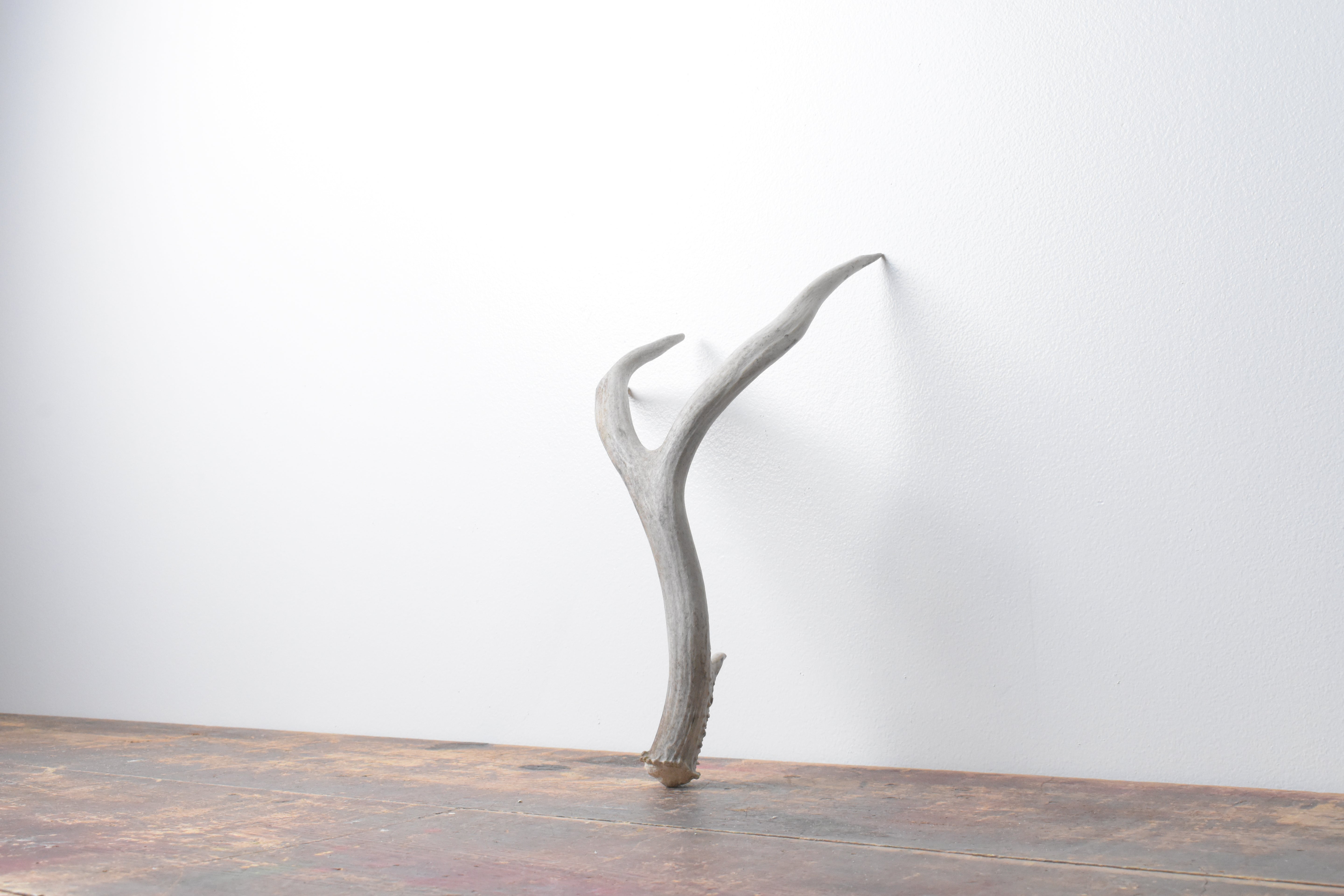 Mule Deer Antler | Medium Size | 46