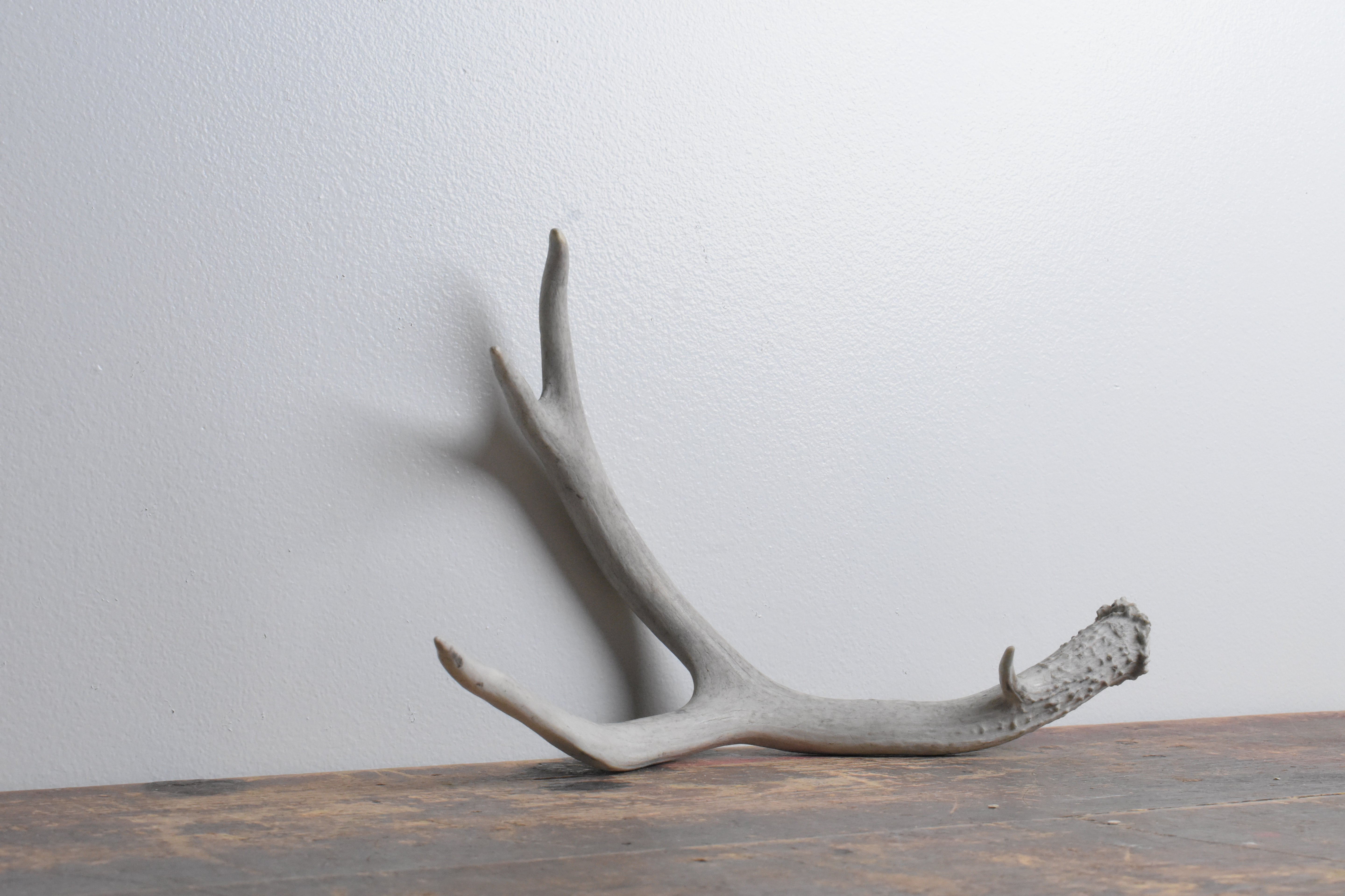 Mule Deer Antler | Medium Size | 46