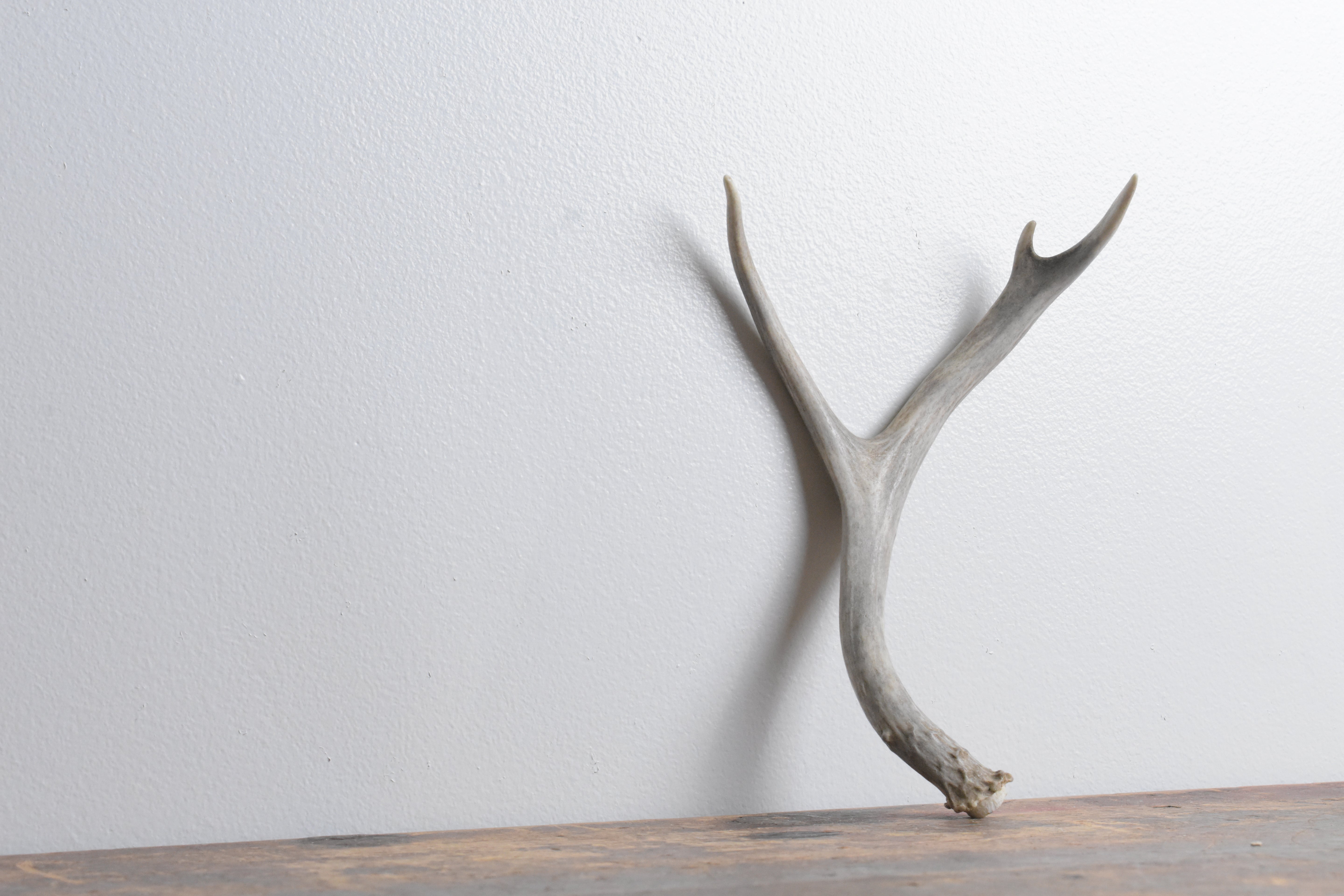 Mule Deer Antler | Small Size | 28