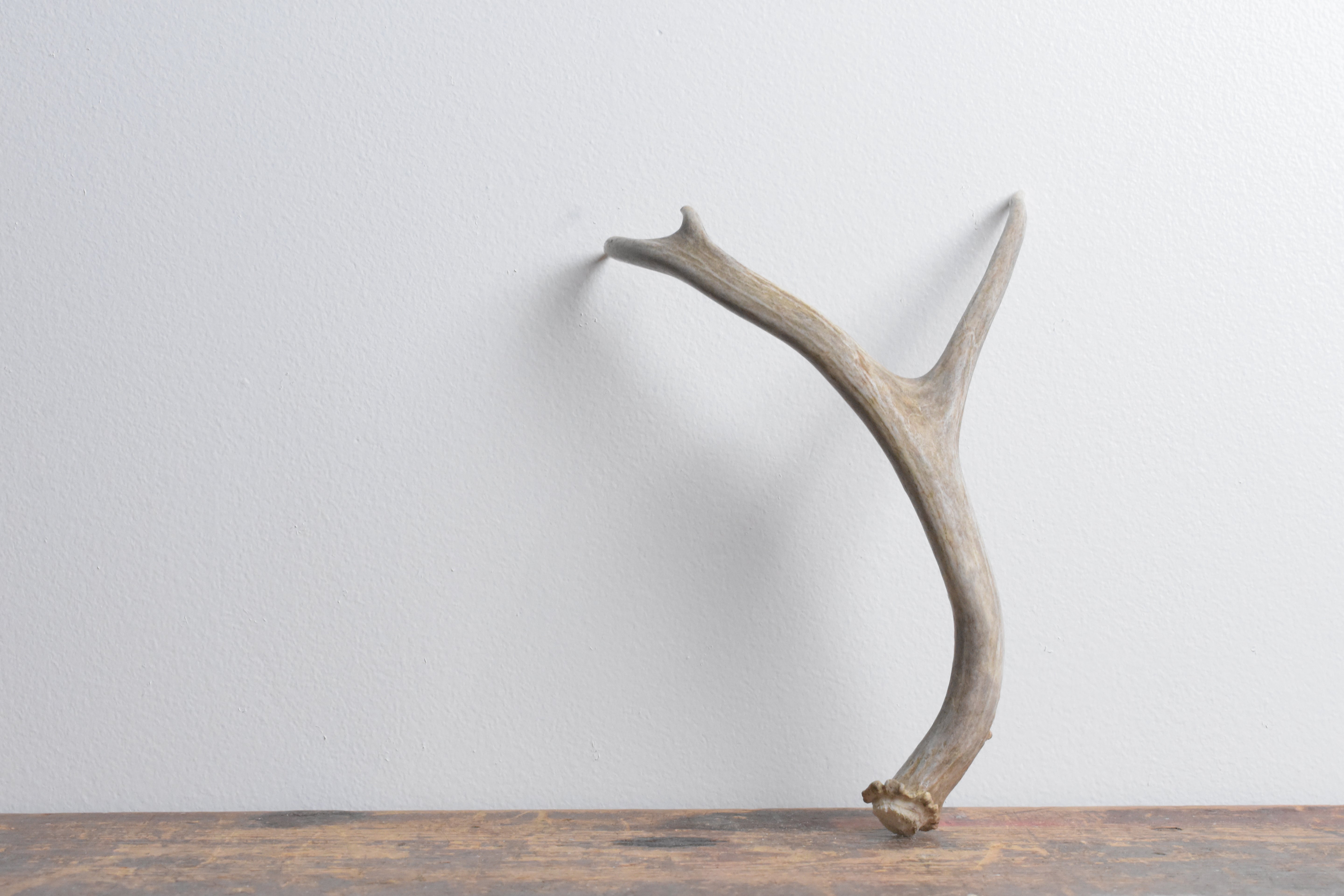Mule Deer Antler | Small Size | 28