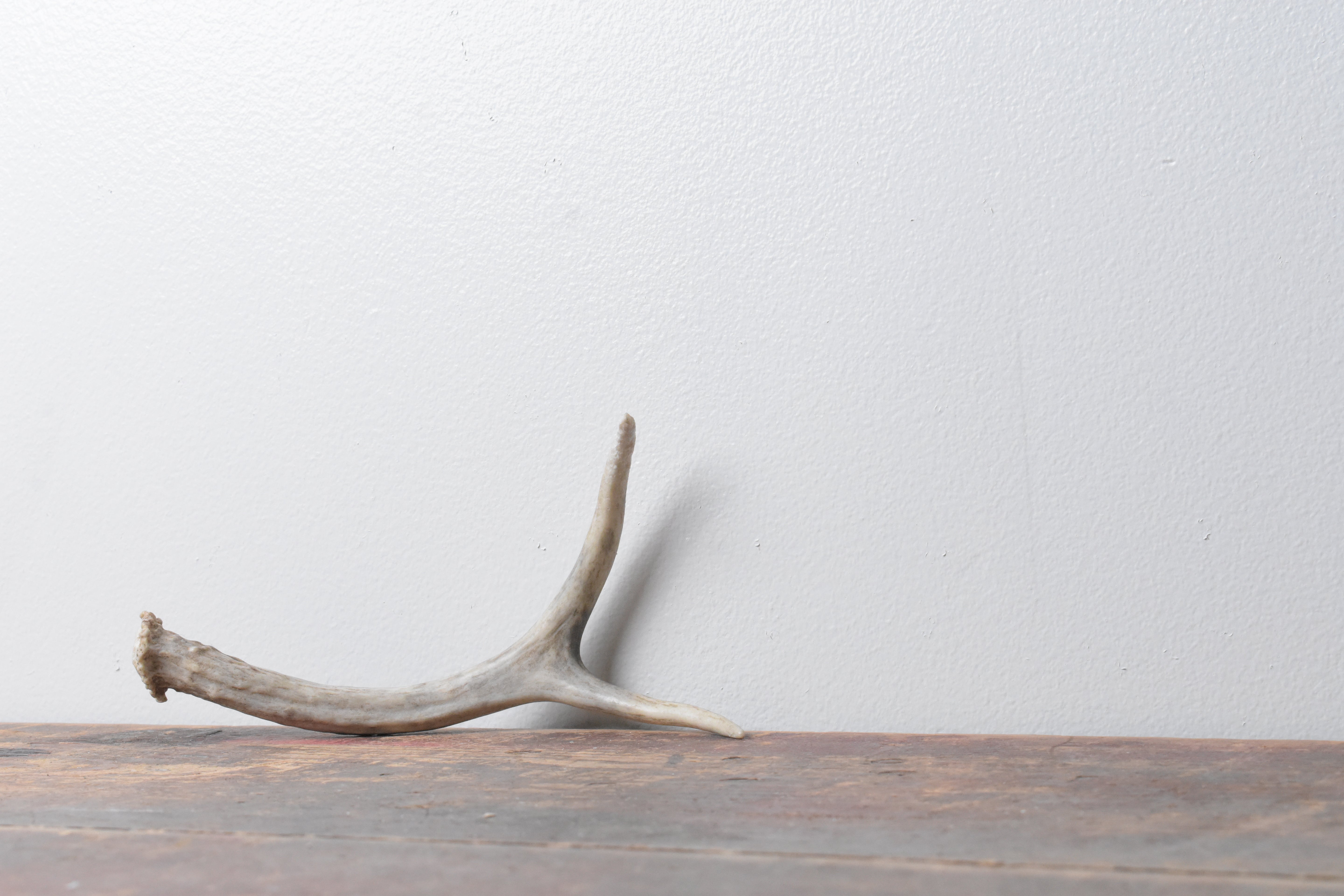 Mule Deer Antler | 21