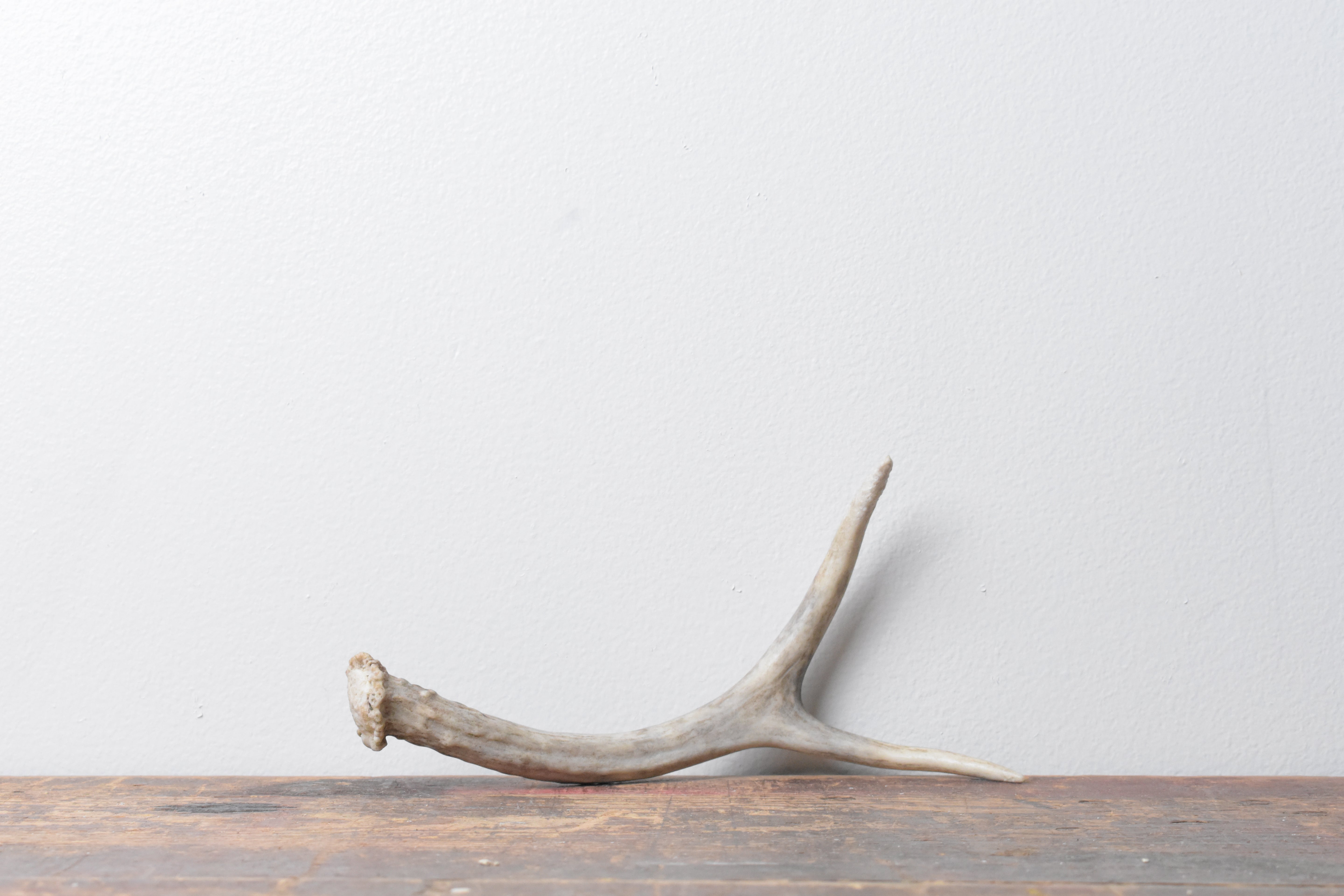 Mule Deer Antler | 21
