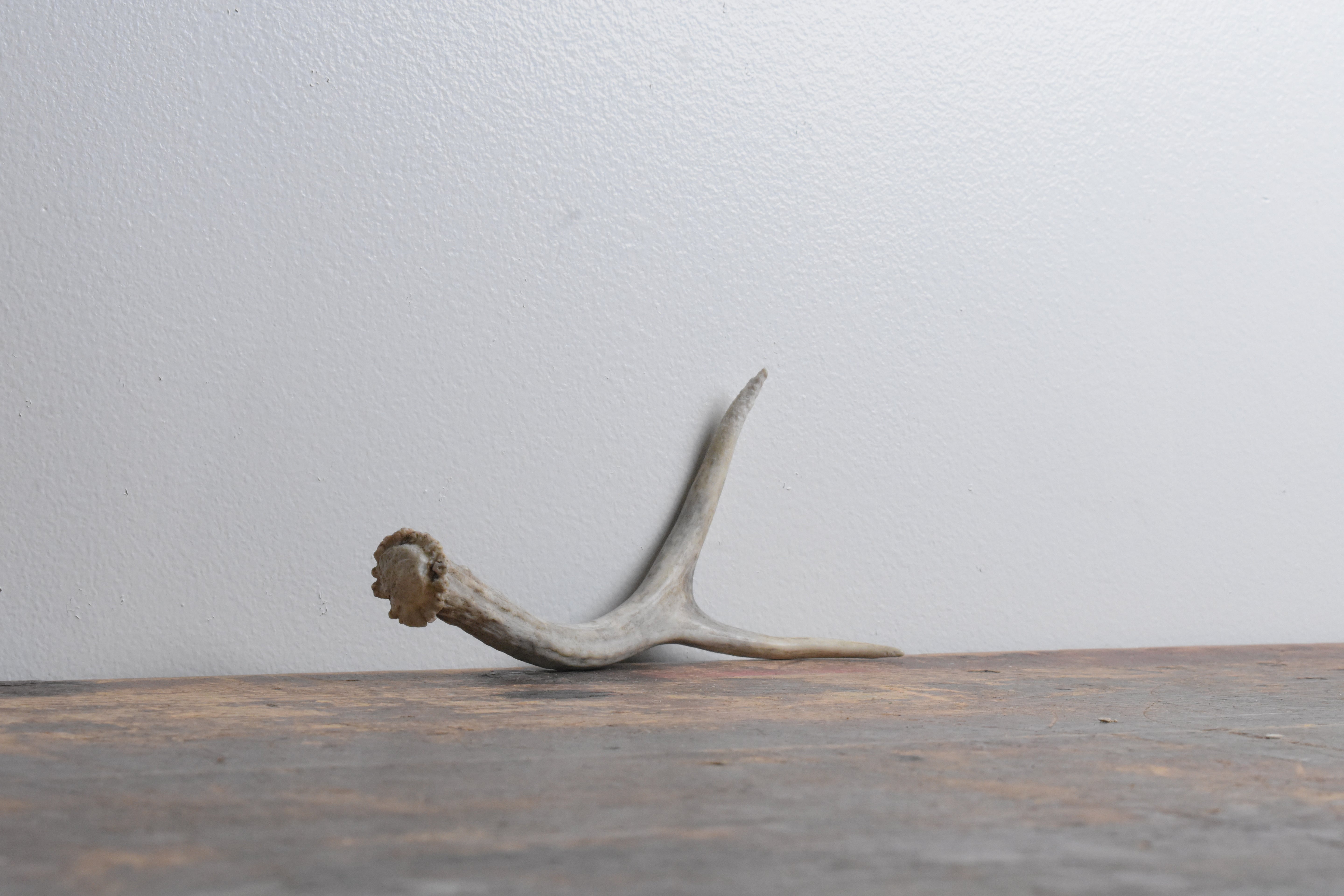 Mule Deer Antler | 21