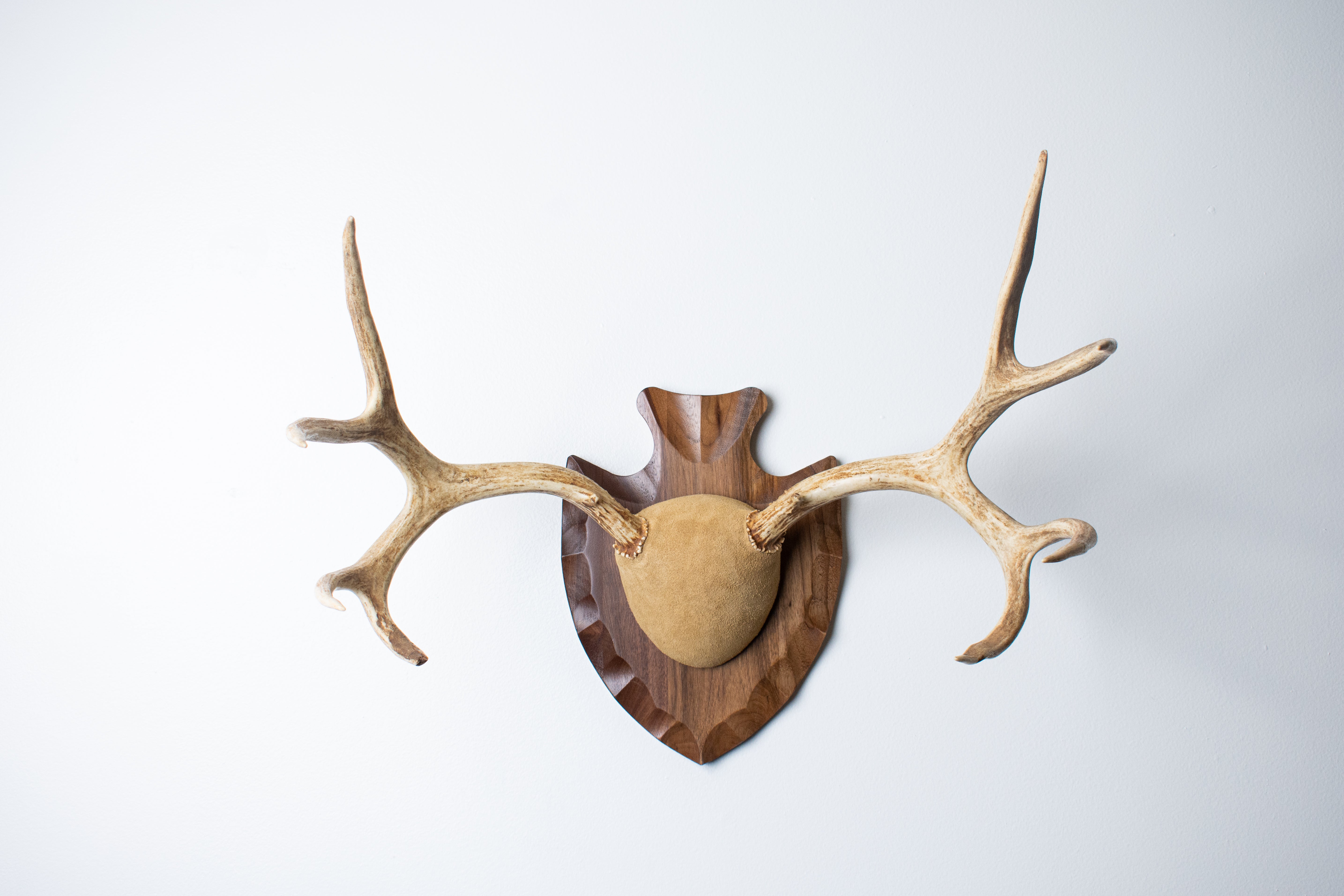Mule Deer Antler Mount | Sand | 08