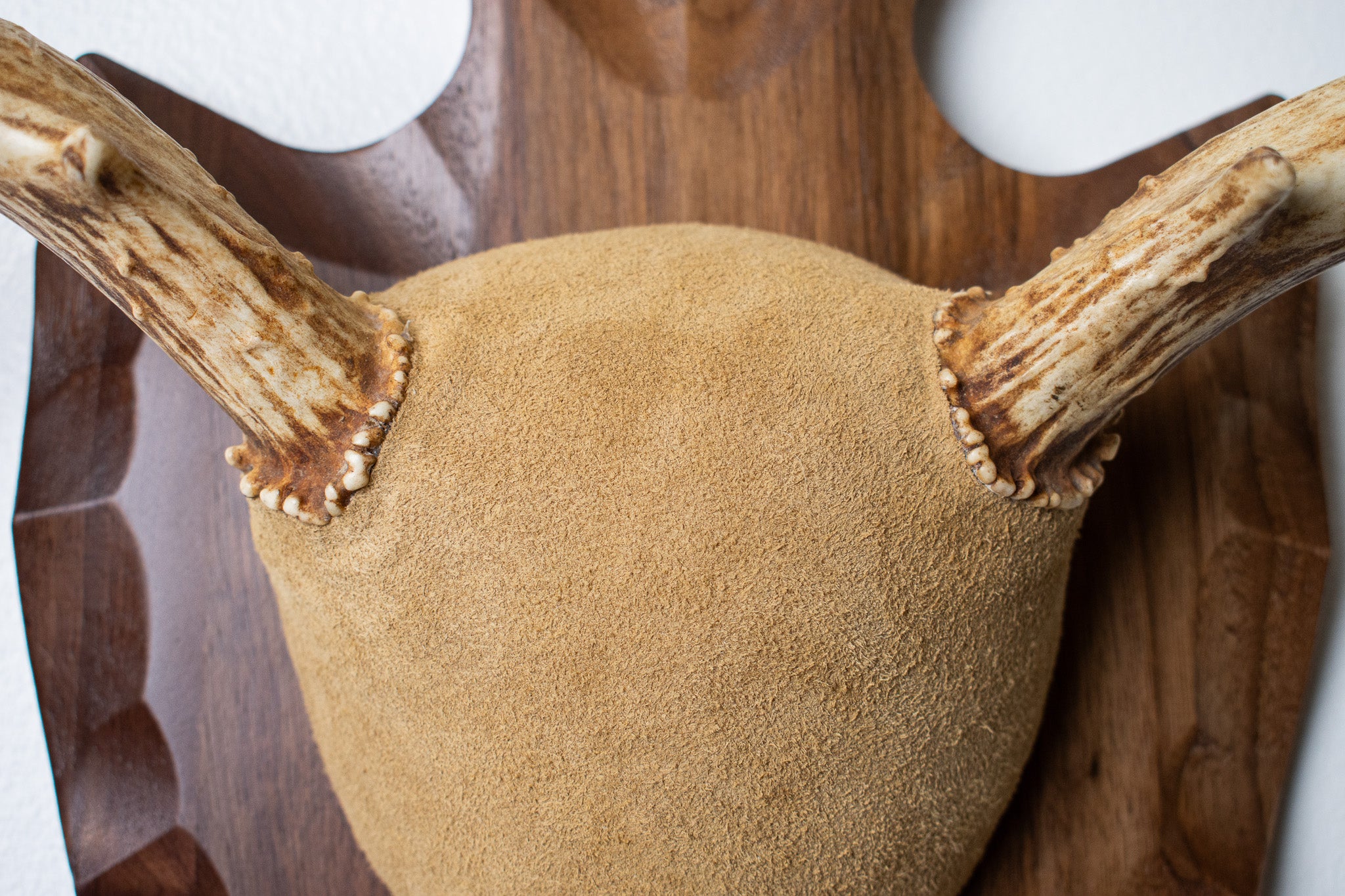 Mule Deer Antler Mount | Sand | 08