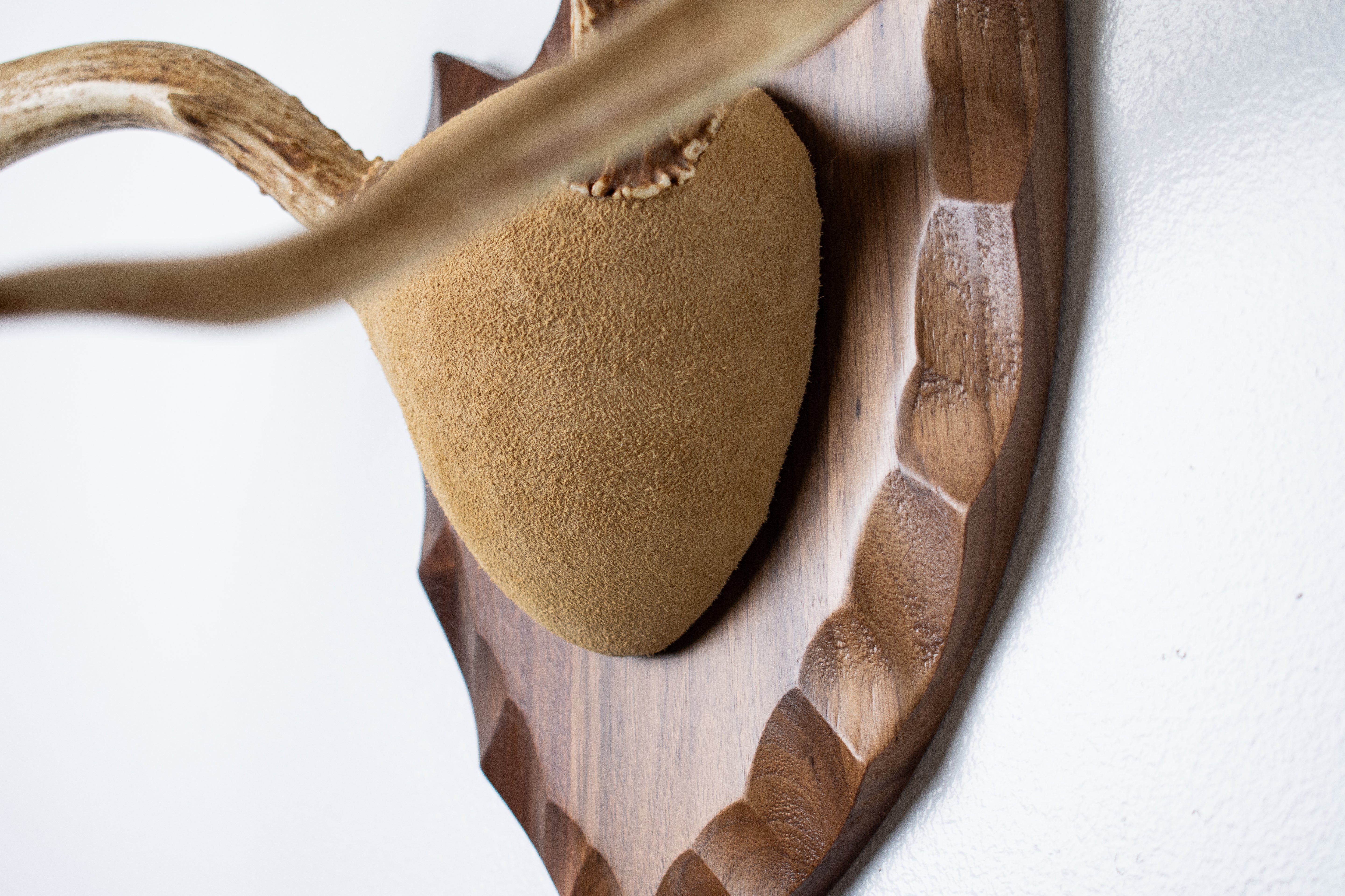 Mule Deer Antler Mount | Sand | 08