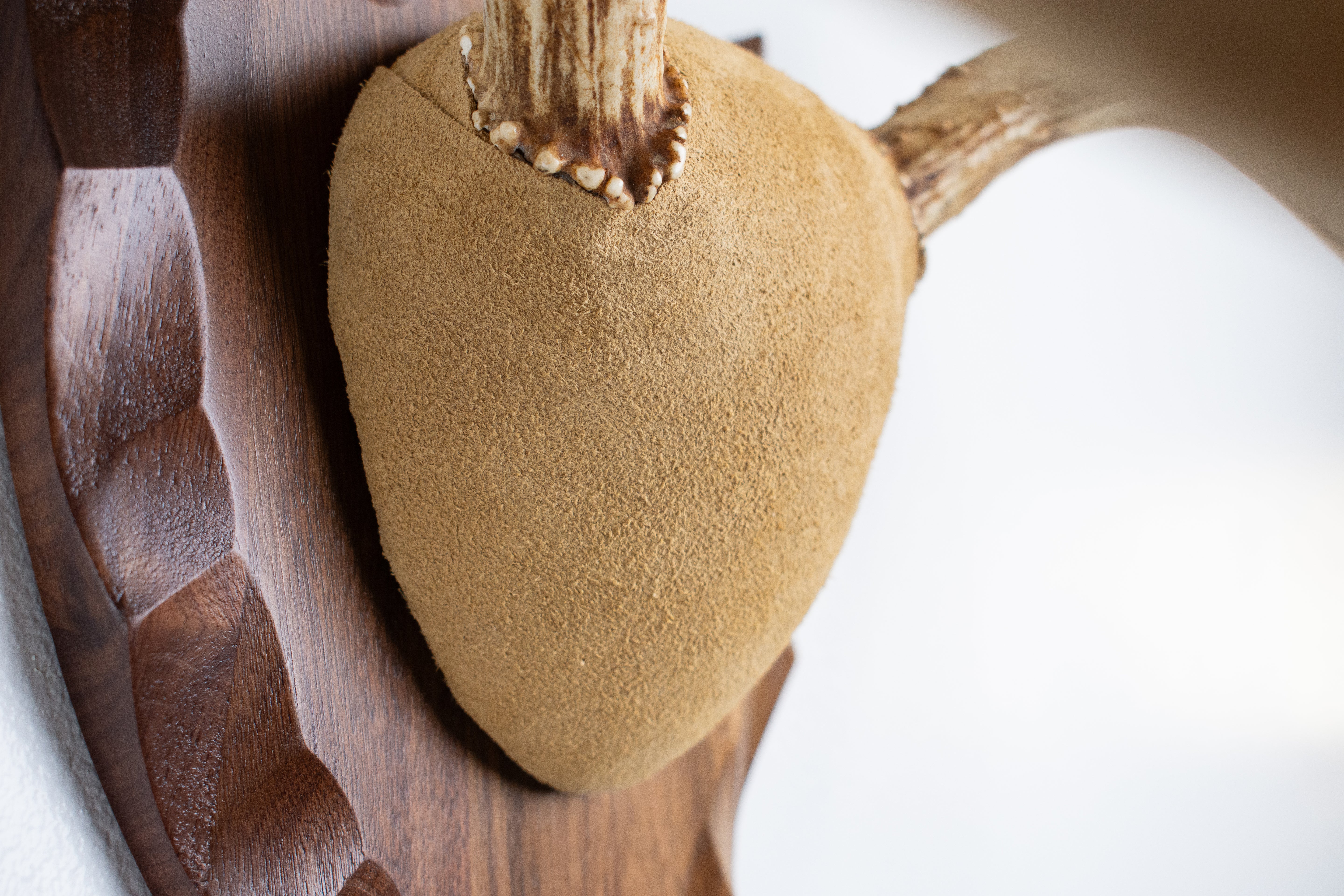 Mule Deer Antler Mount | Sand | 08