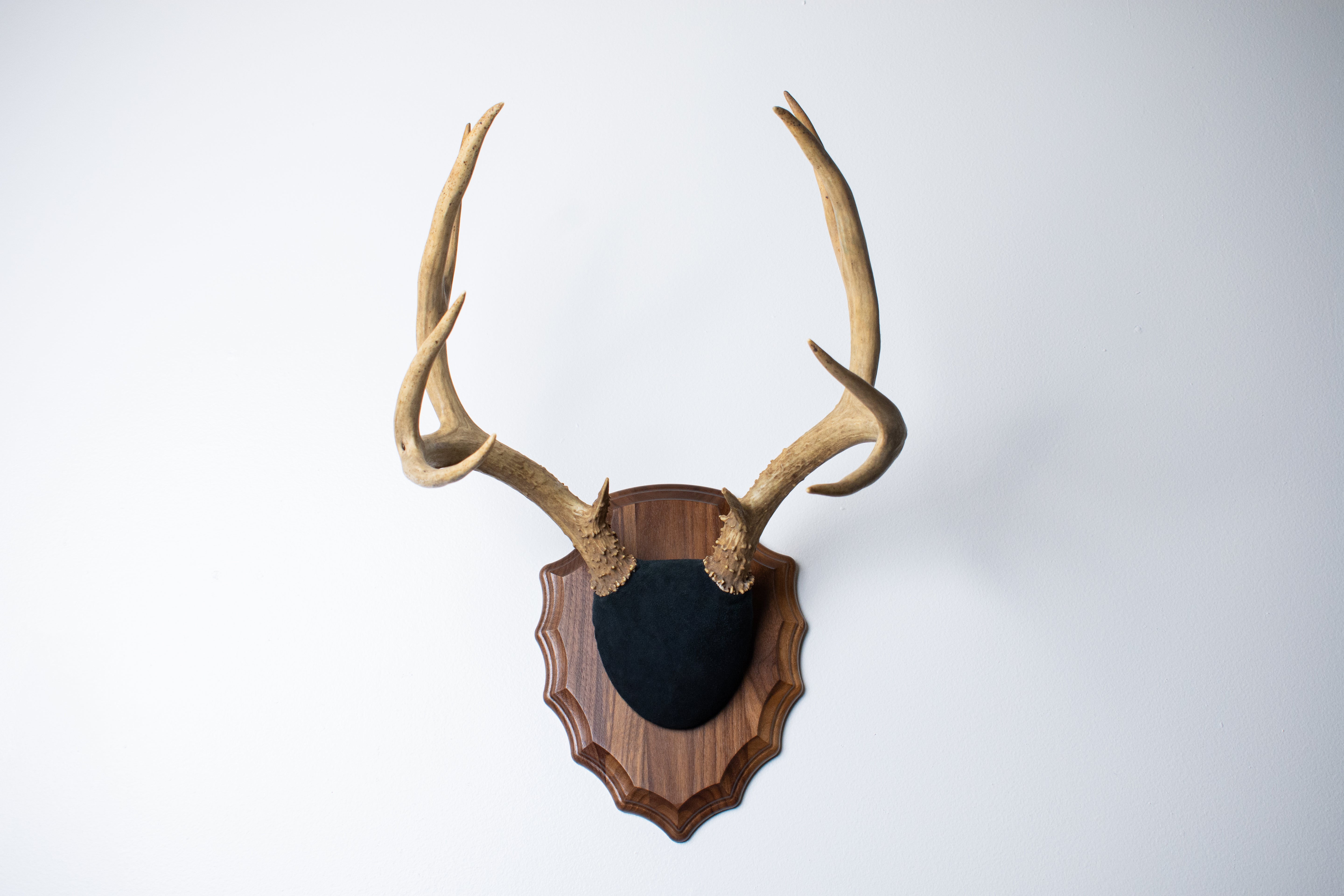 Mule Deer Antler Mount | Black | 09
