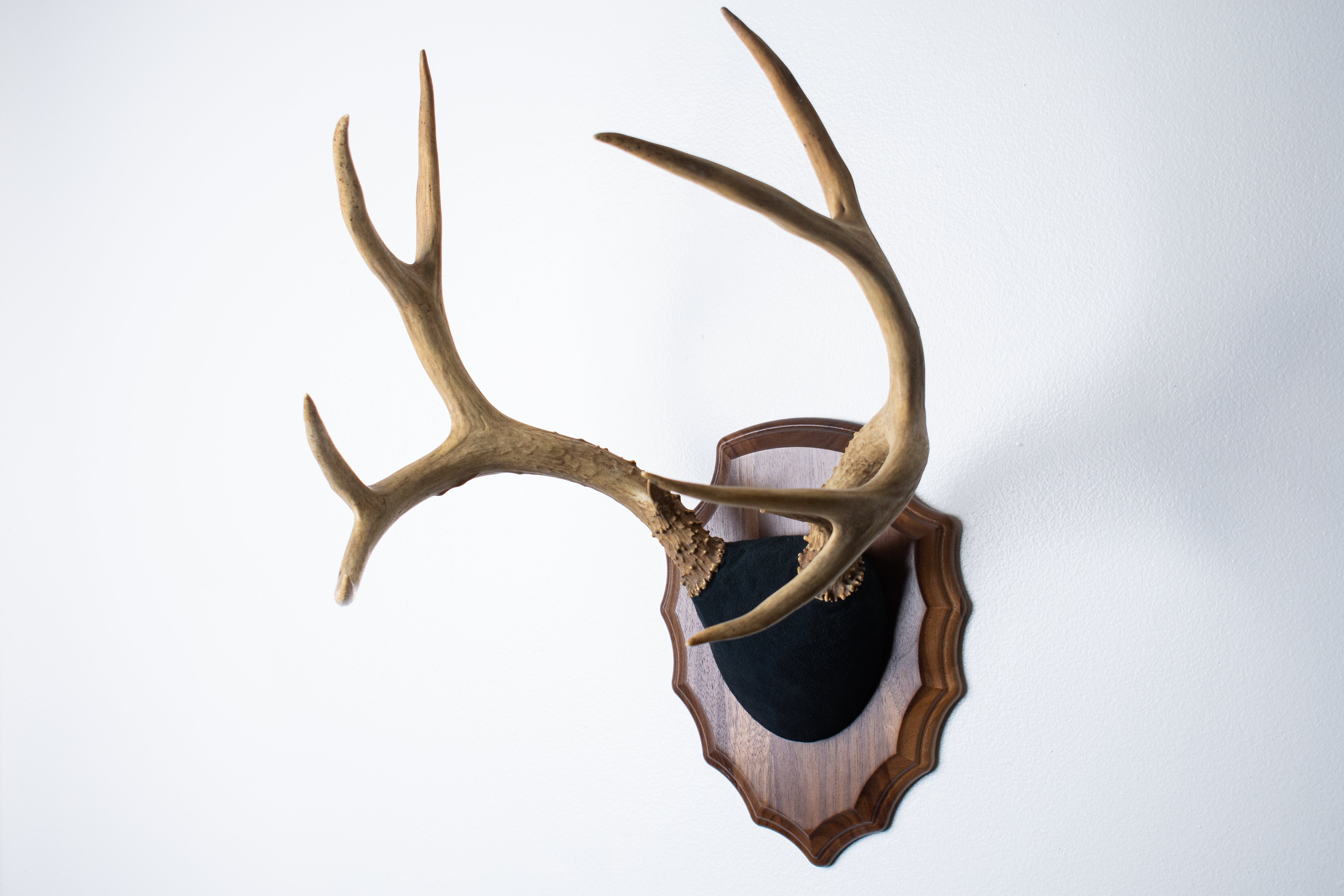 Mule Deer Antler Mount | Black | 09
