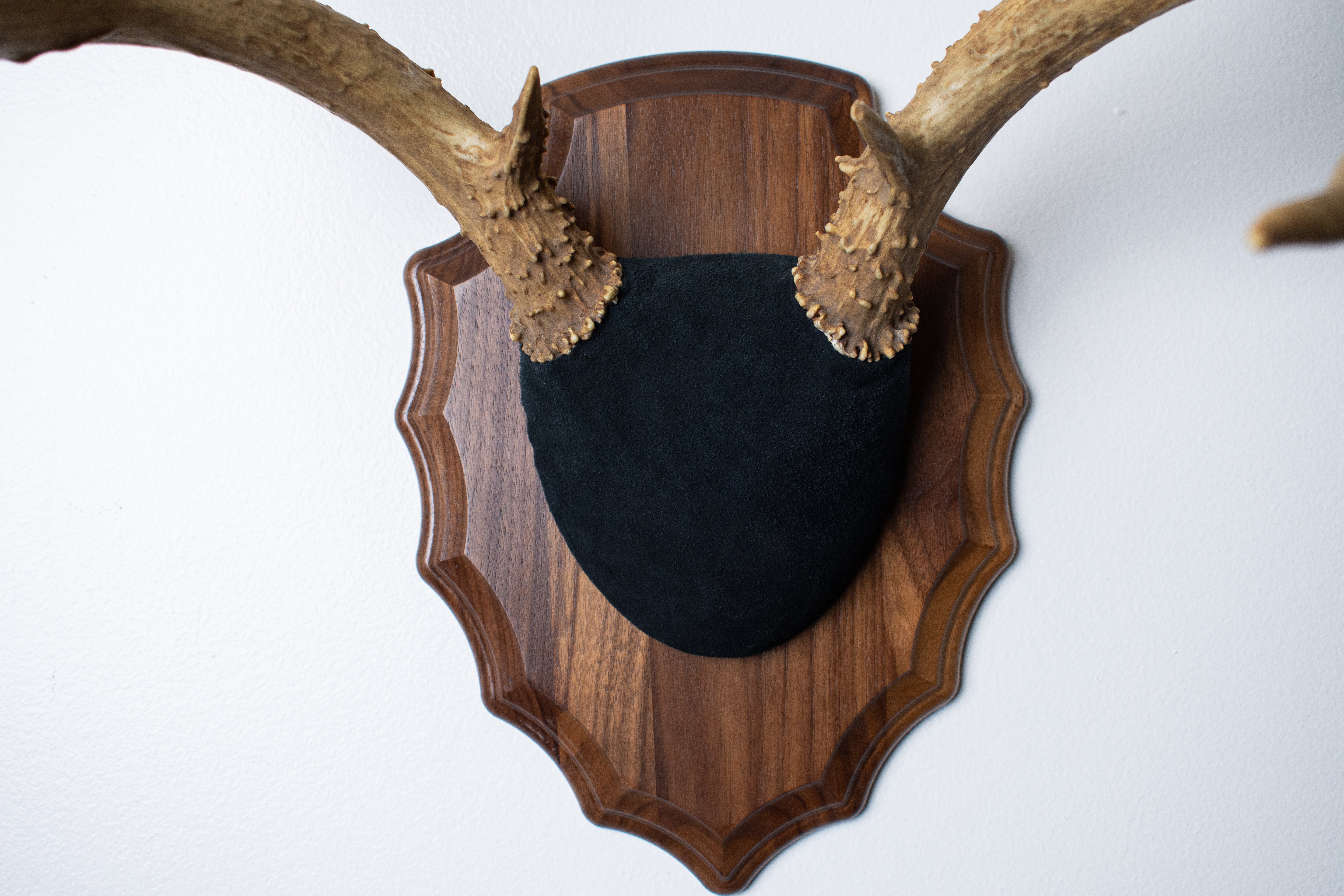 Mule Deer Antler Mount | Black | 09