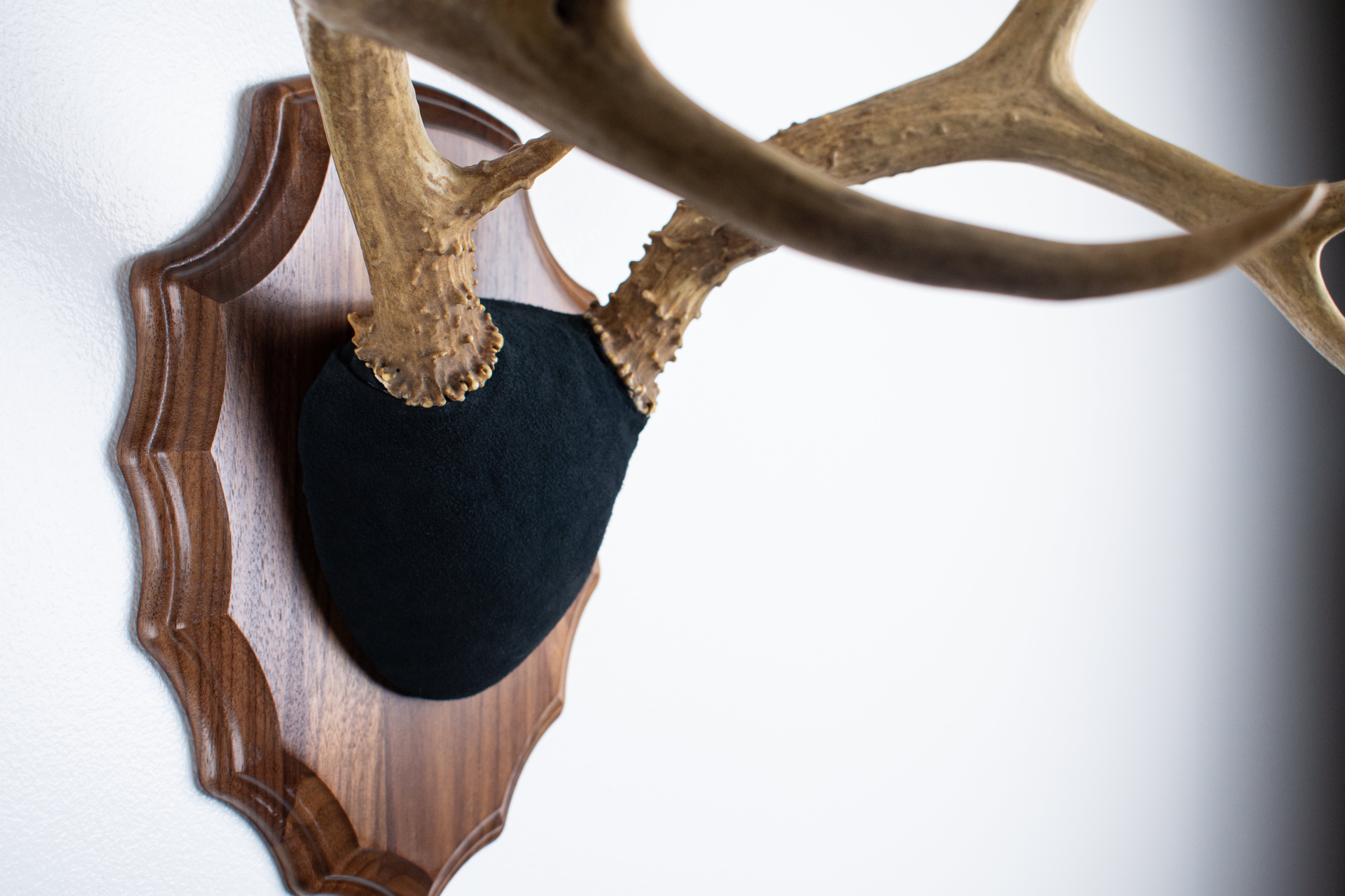 Mule Deer Antler Mount | Black | 09
