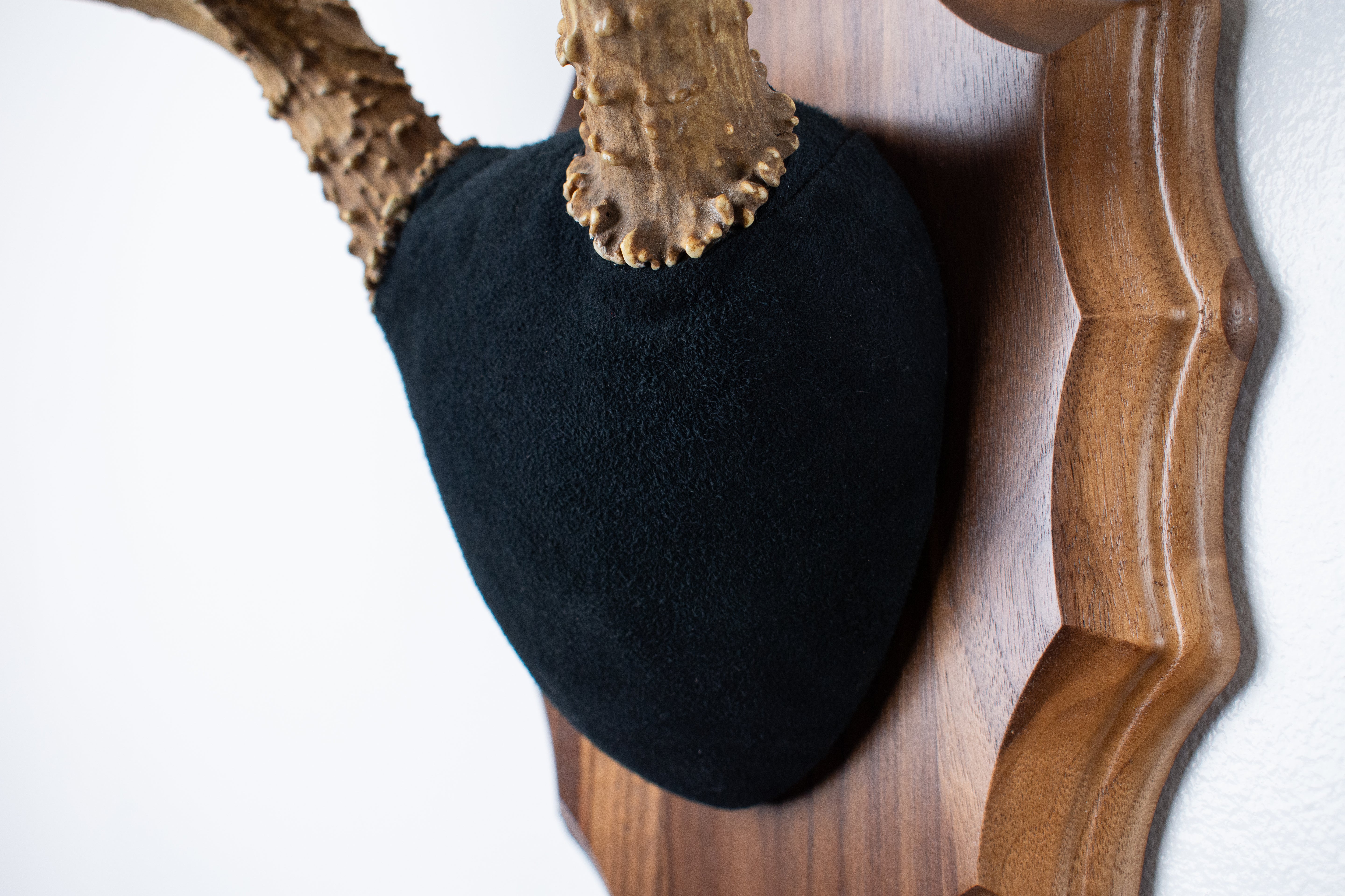 Mule Deer Antler Mount | Black | 09