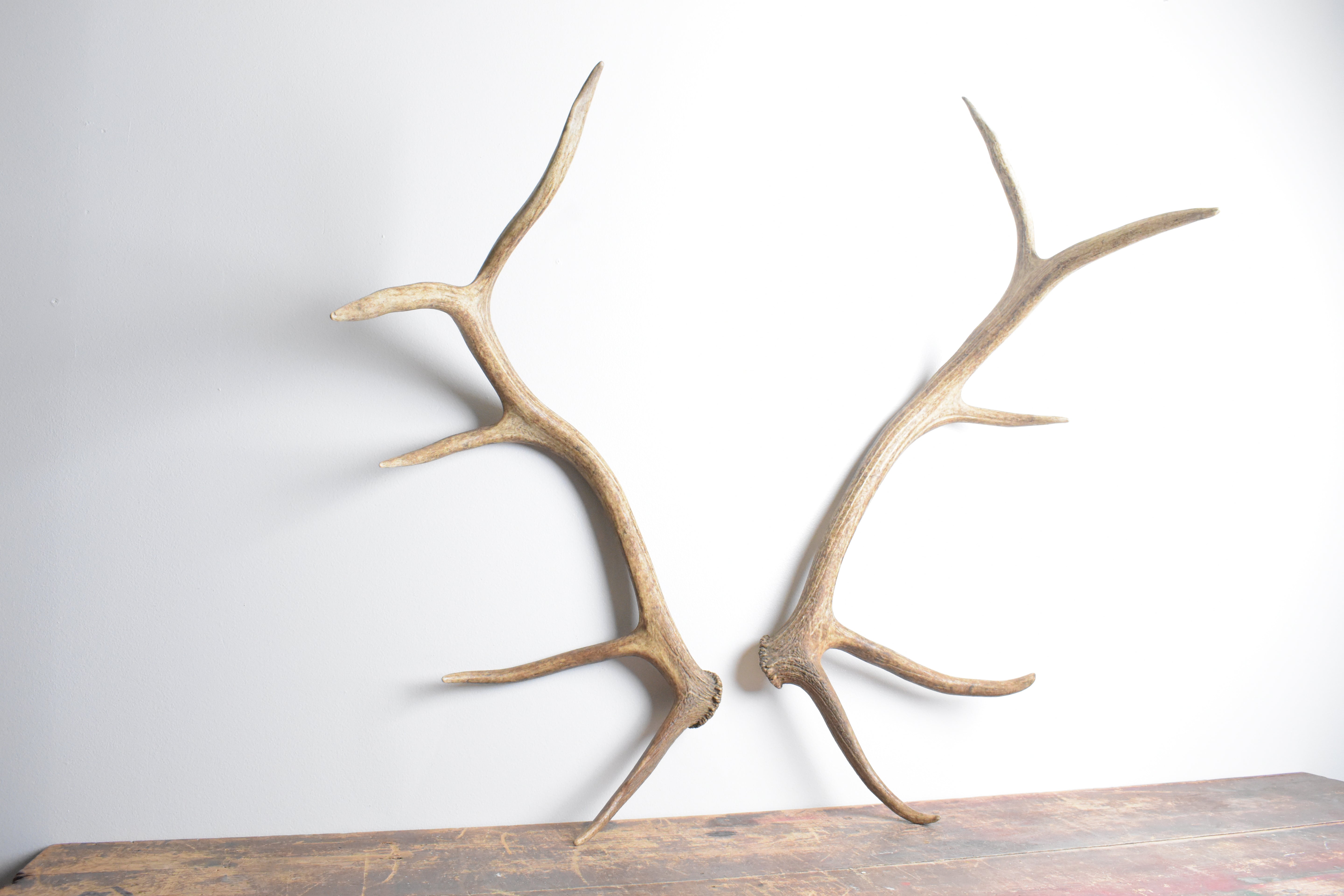 Elk Antler Set | Medium | 96