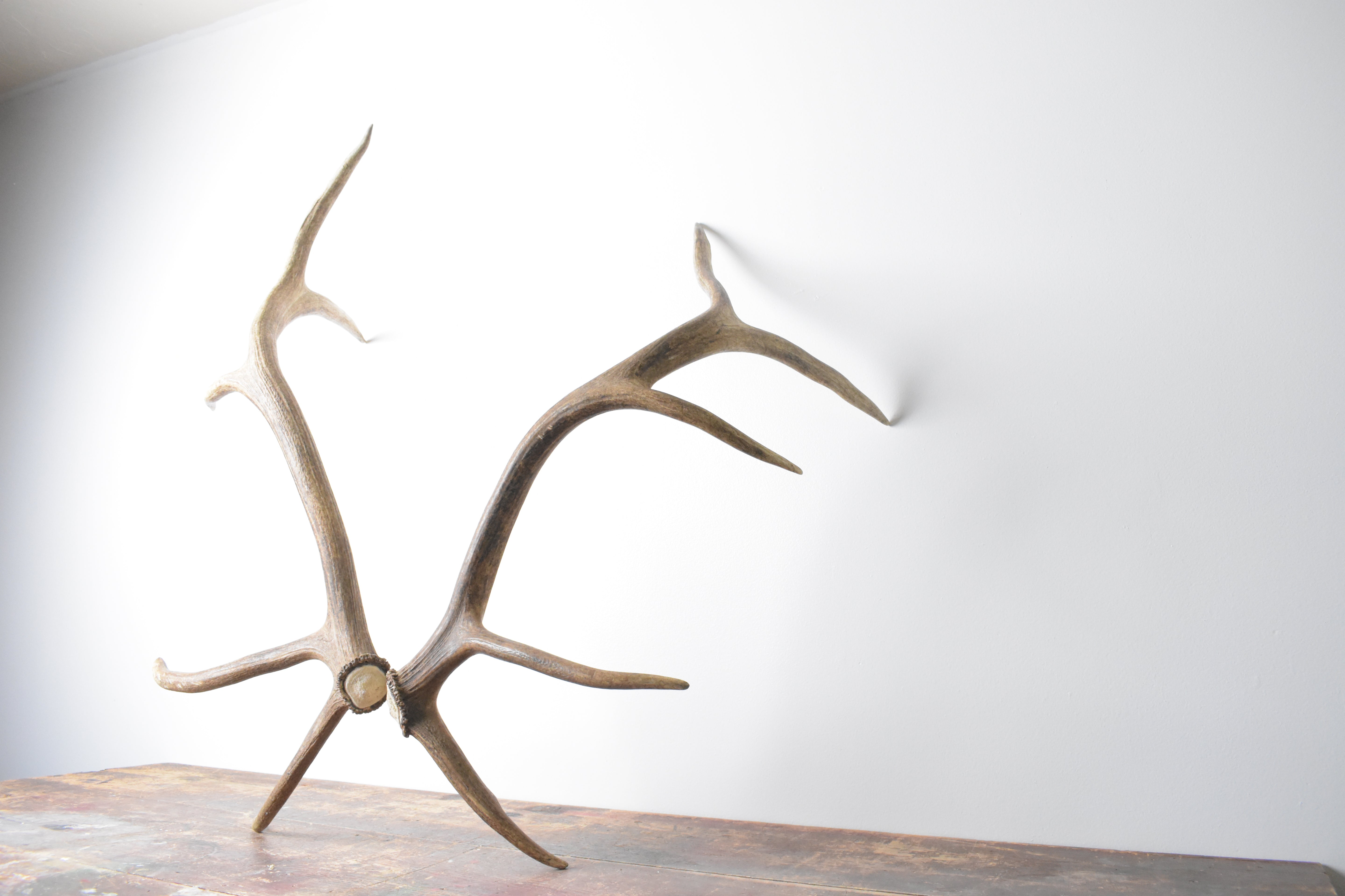 Elk Antler Set | Medium | 96