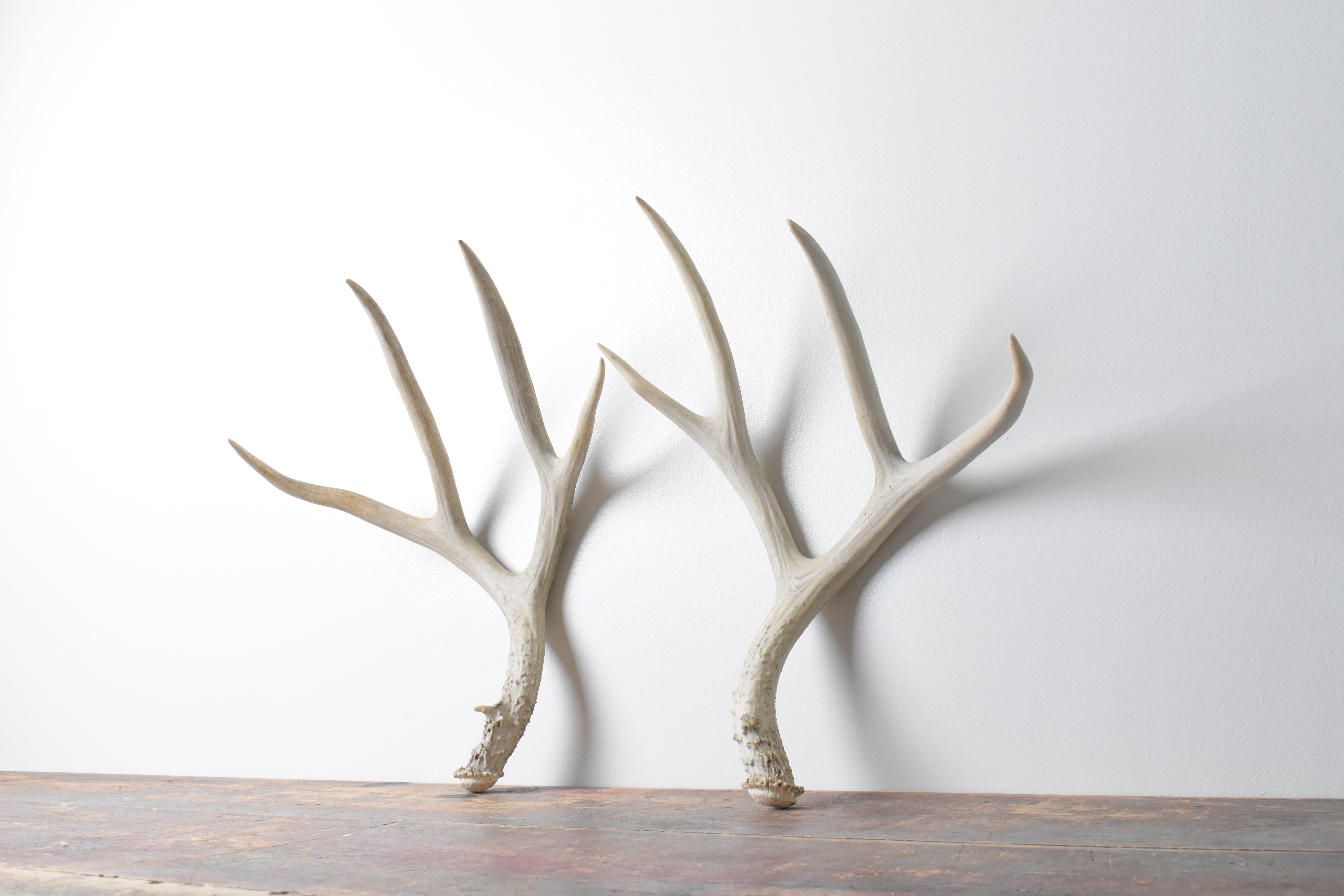 Mule Deer Antler Set | Large Size | 53