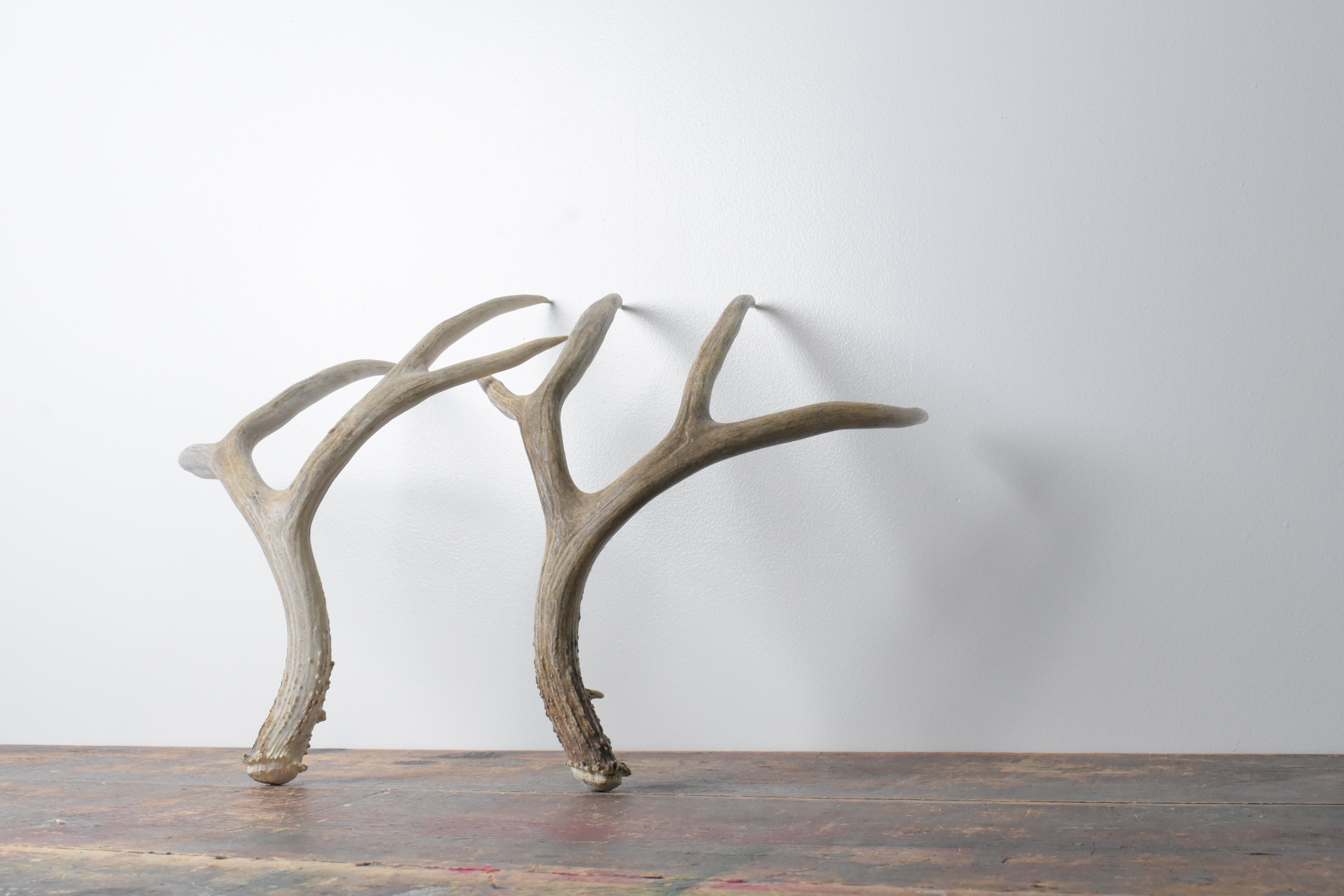 Mule Deer Antler Set | Large Size | 53