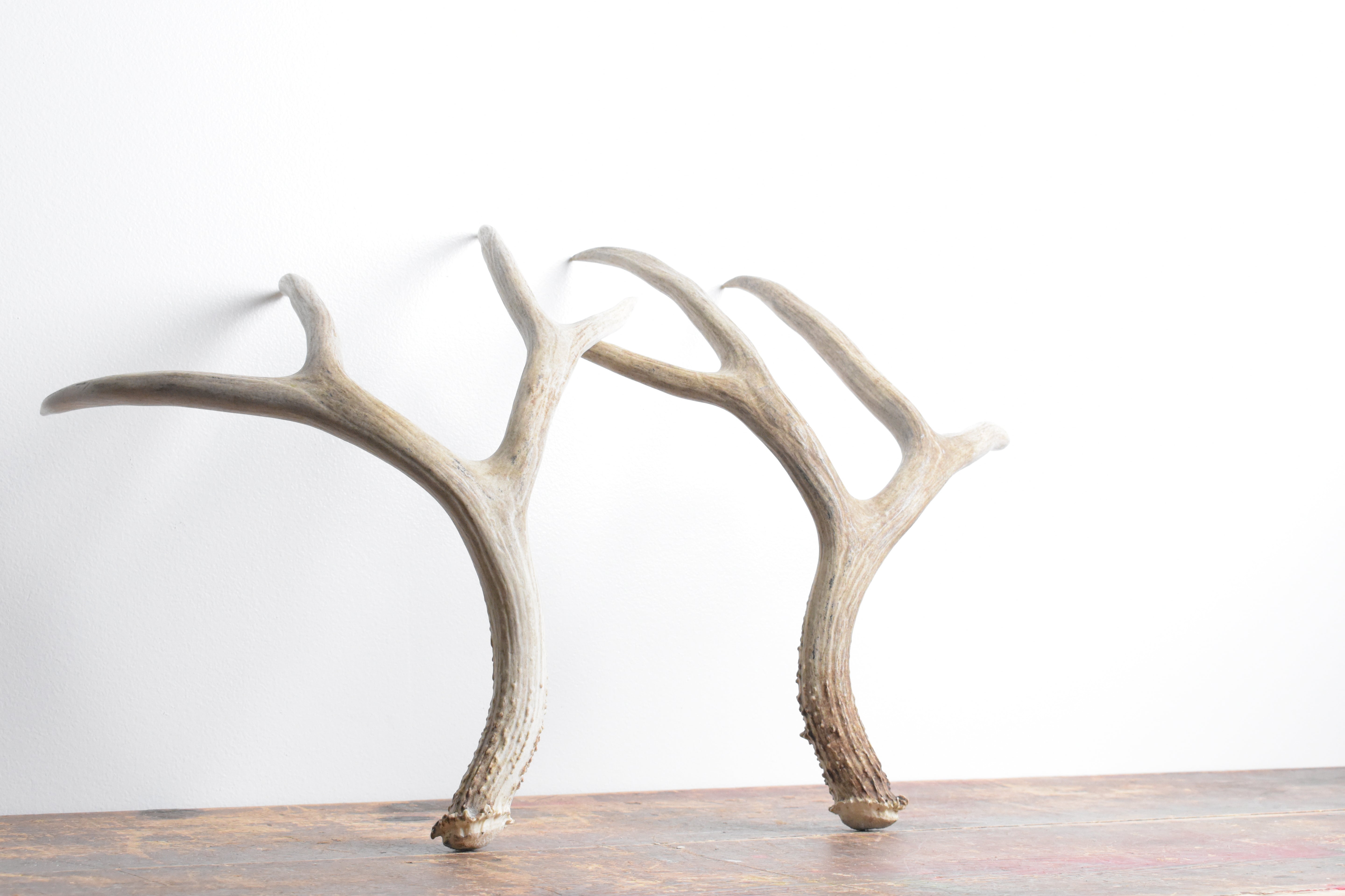 Mule Deer Antler Set | Large Size | 53