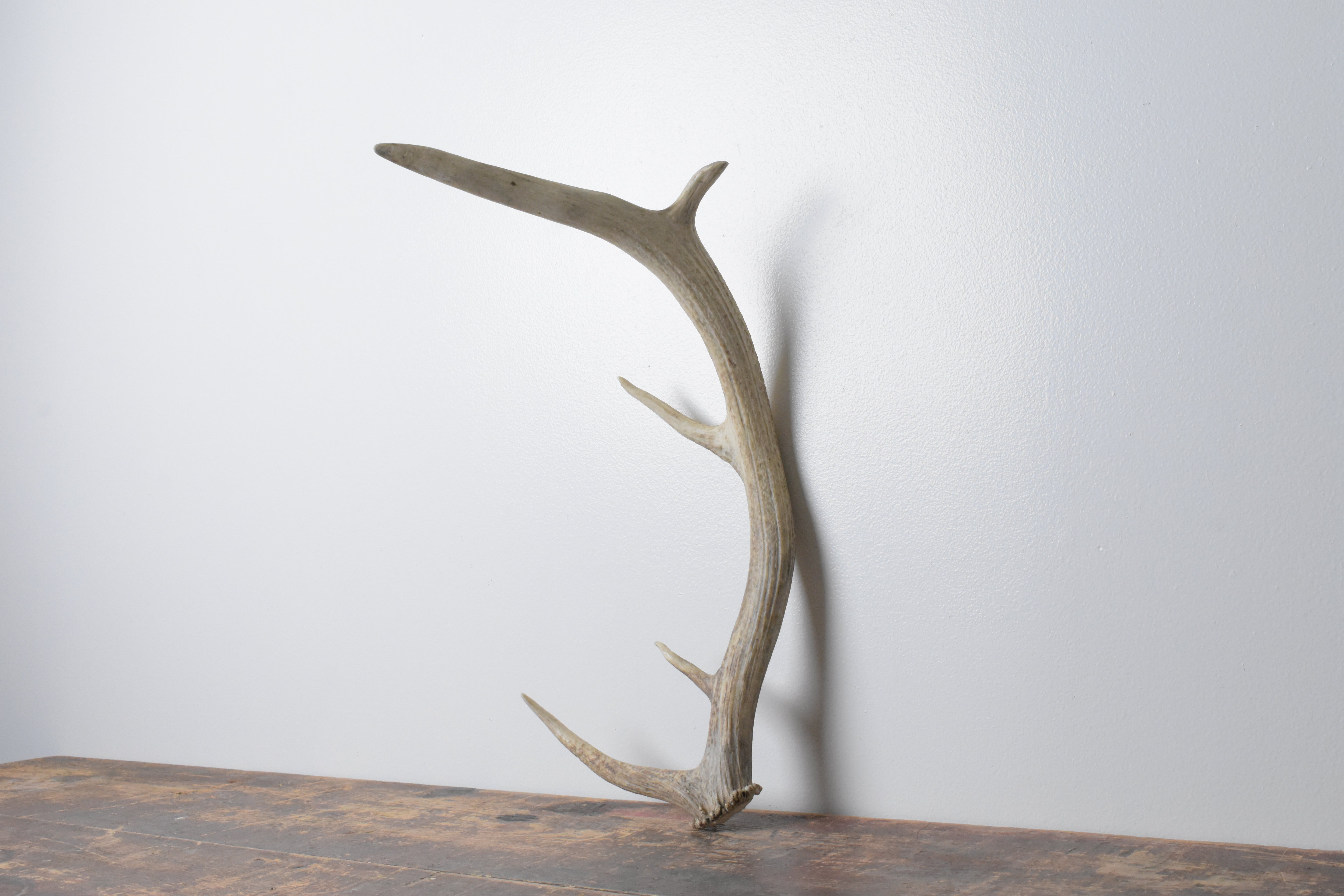 Elk Antler | 87