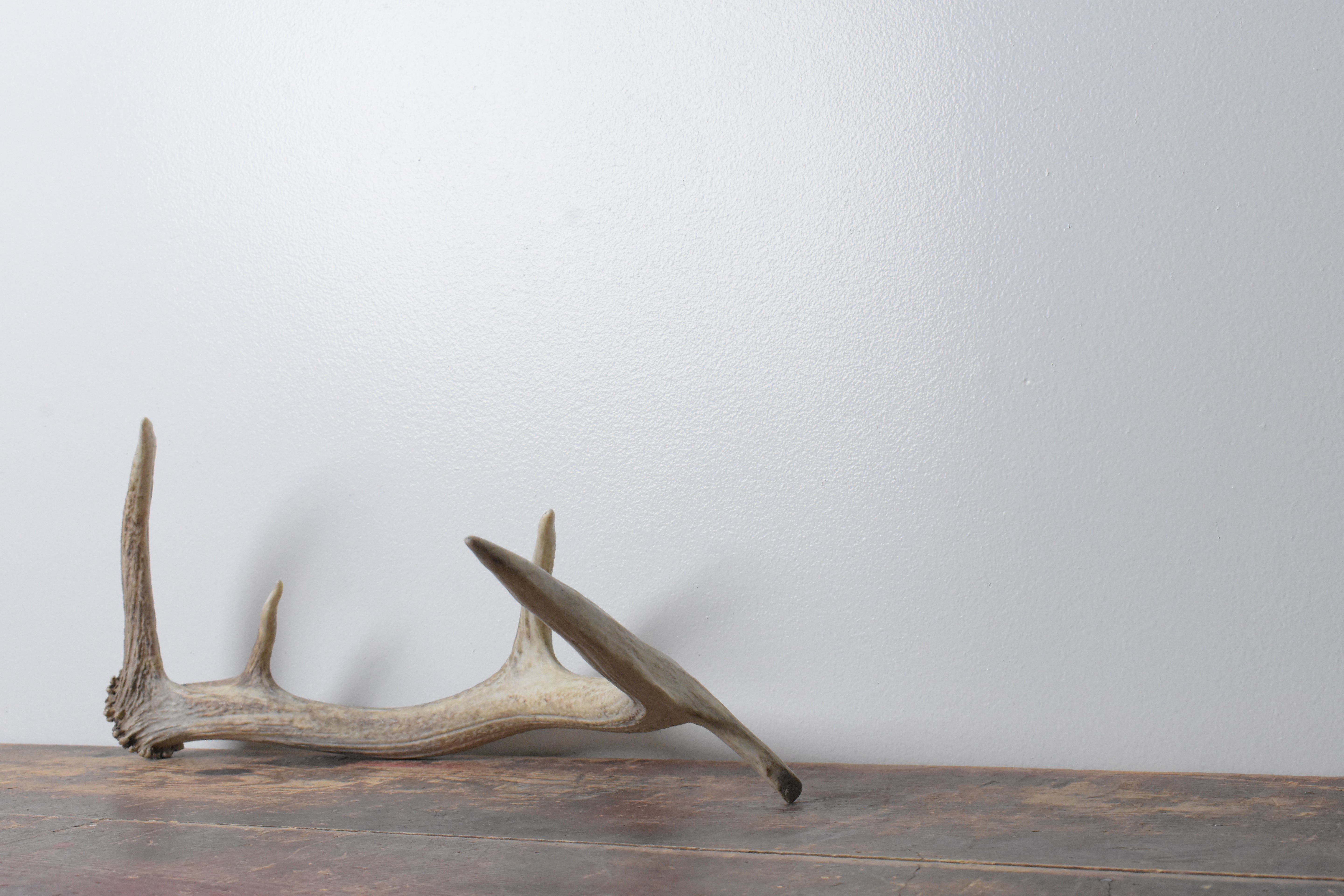 Elk Antler | 87