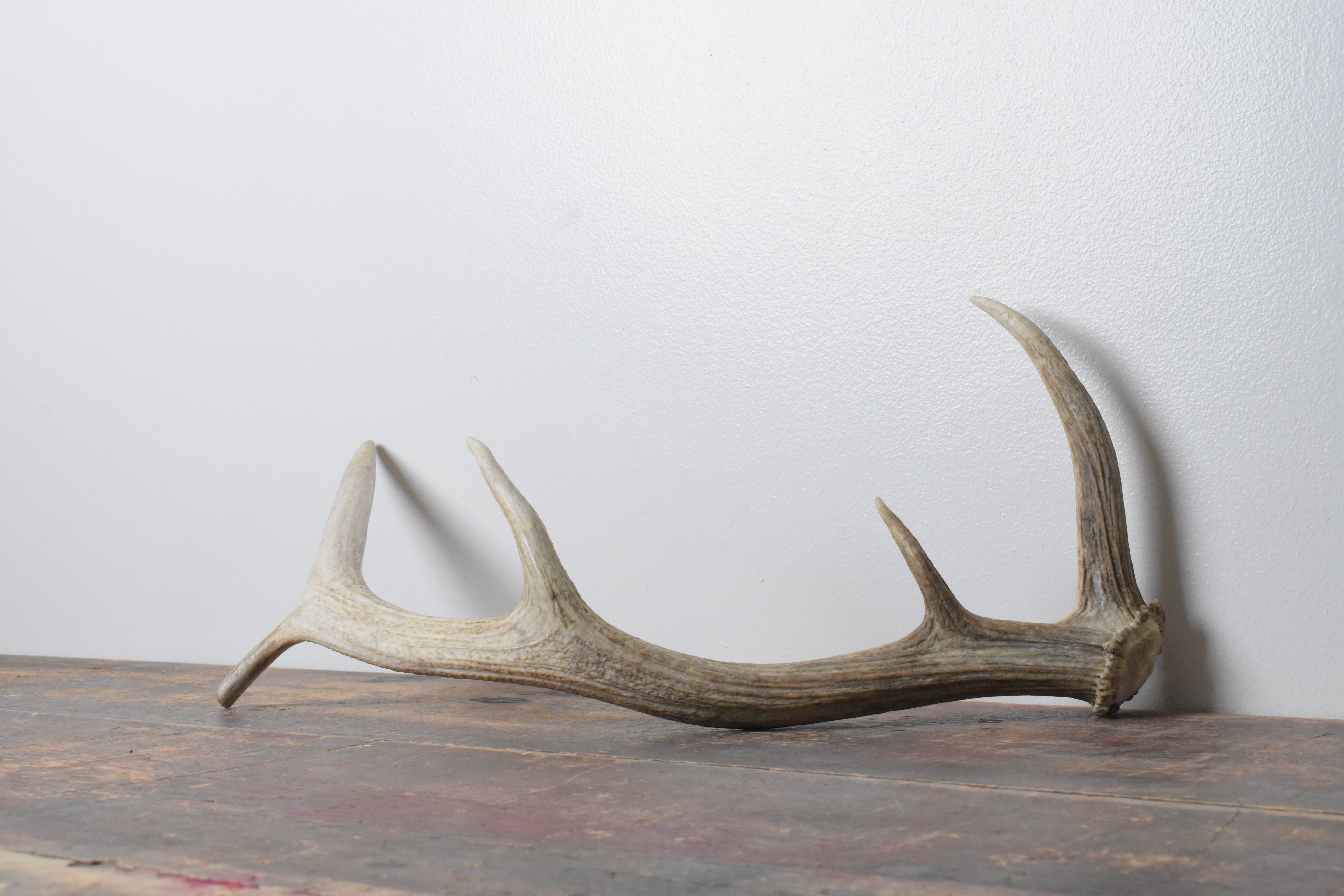 Elk Antler | 87
