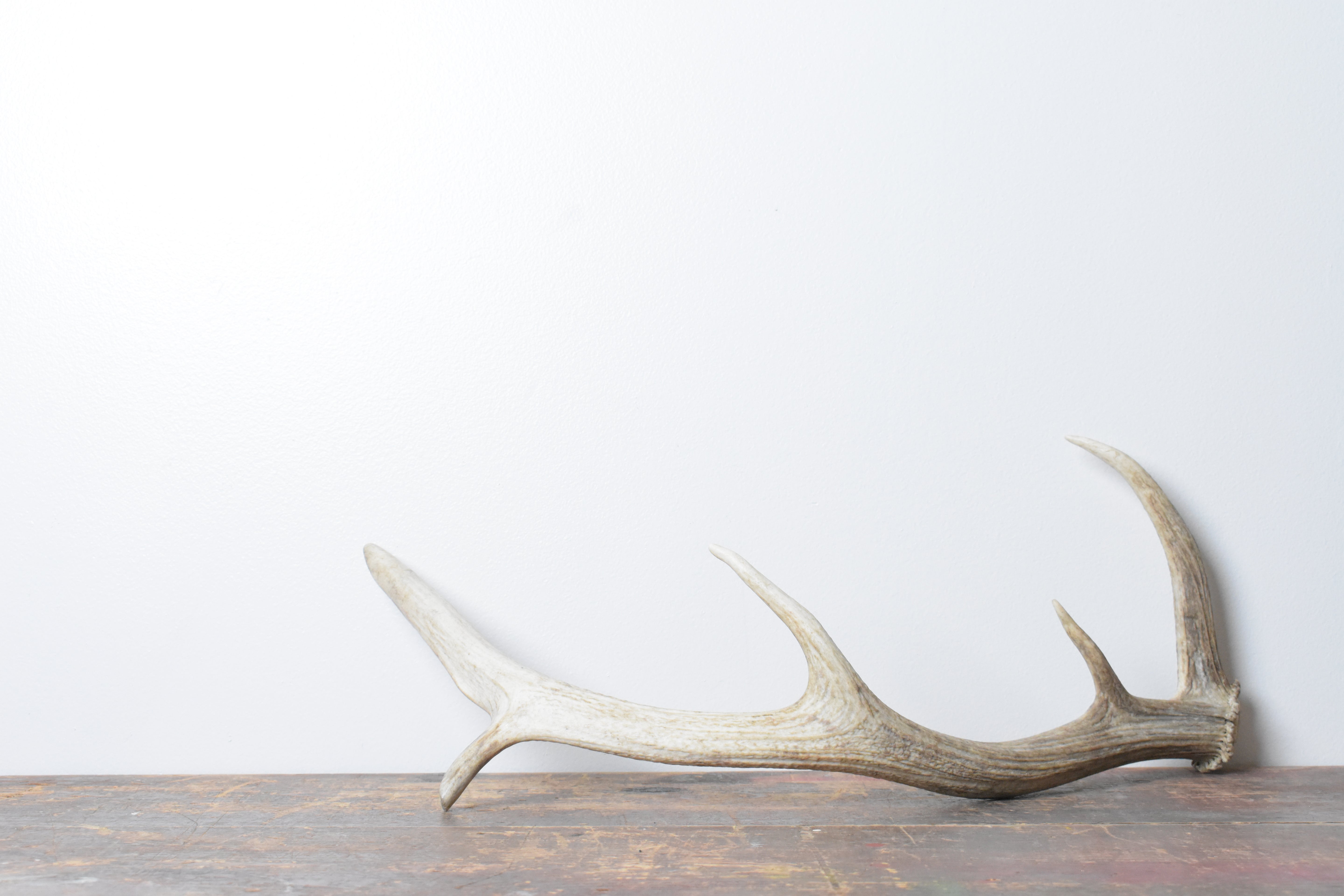 Elk Antler | 87