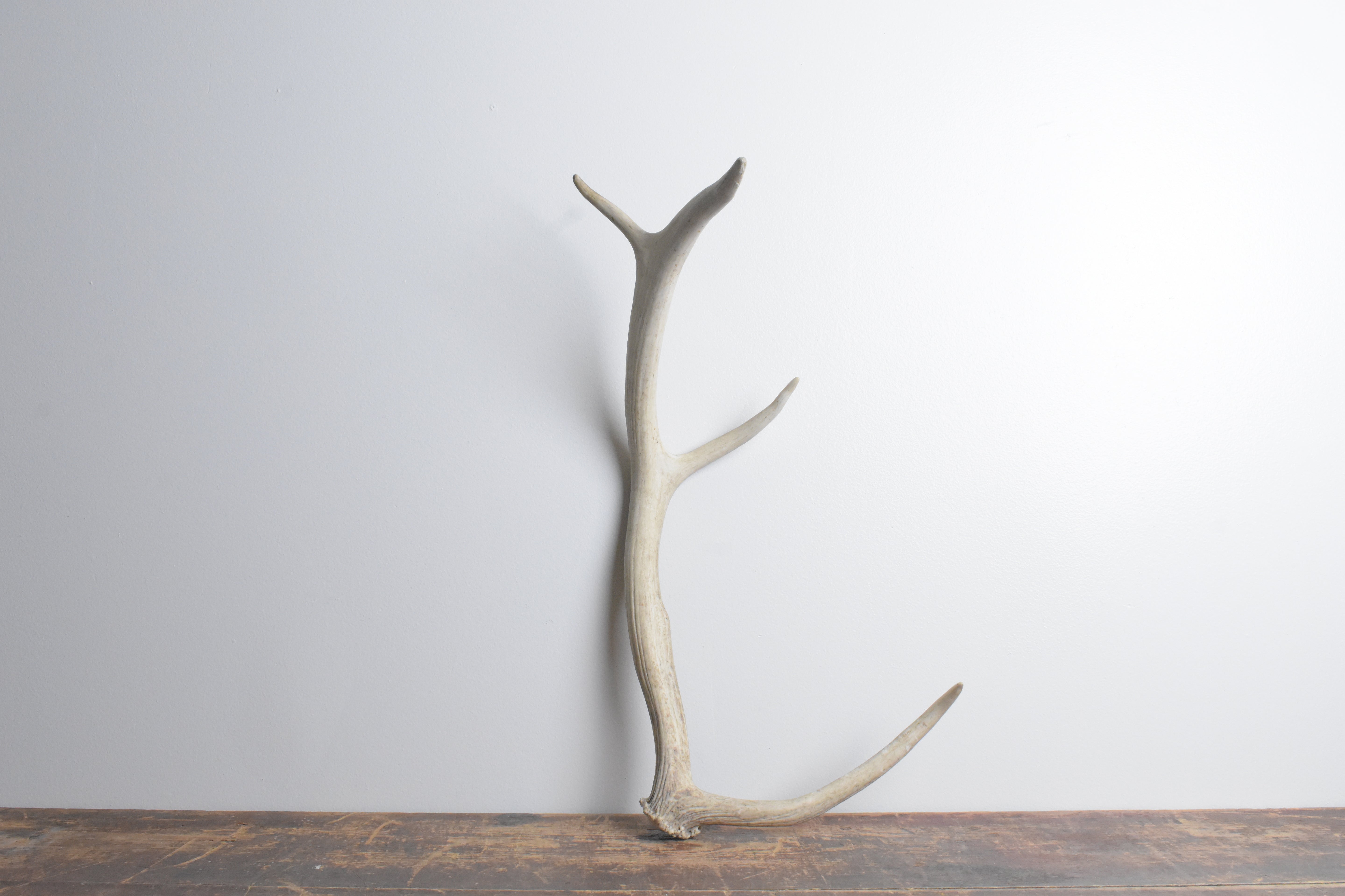Elk Antler | 86