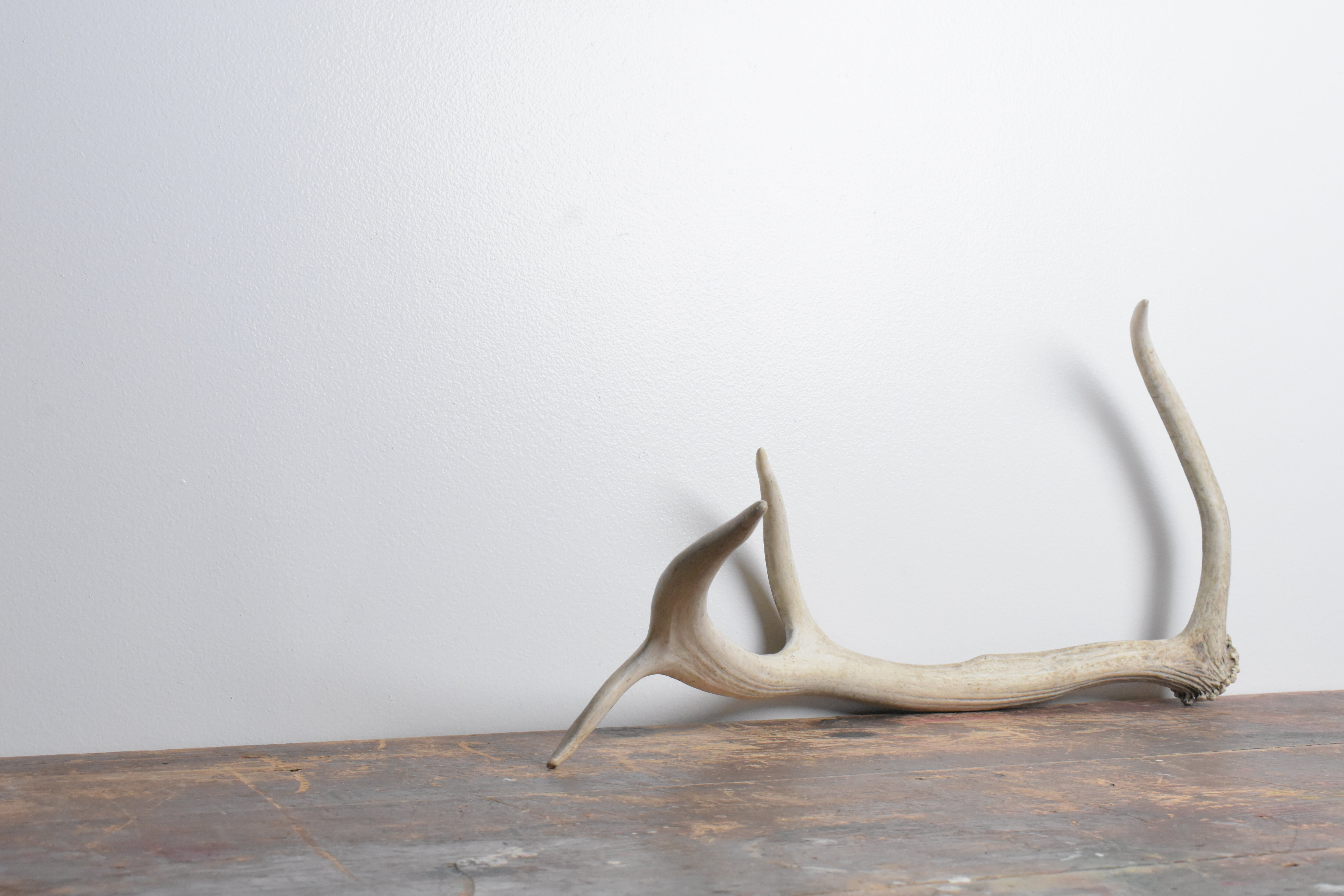 Elk Antler | Small Size | 86