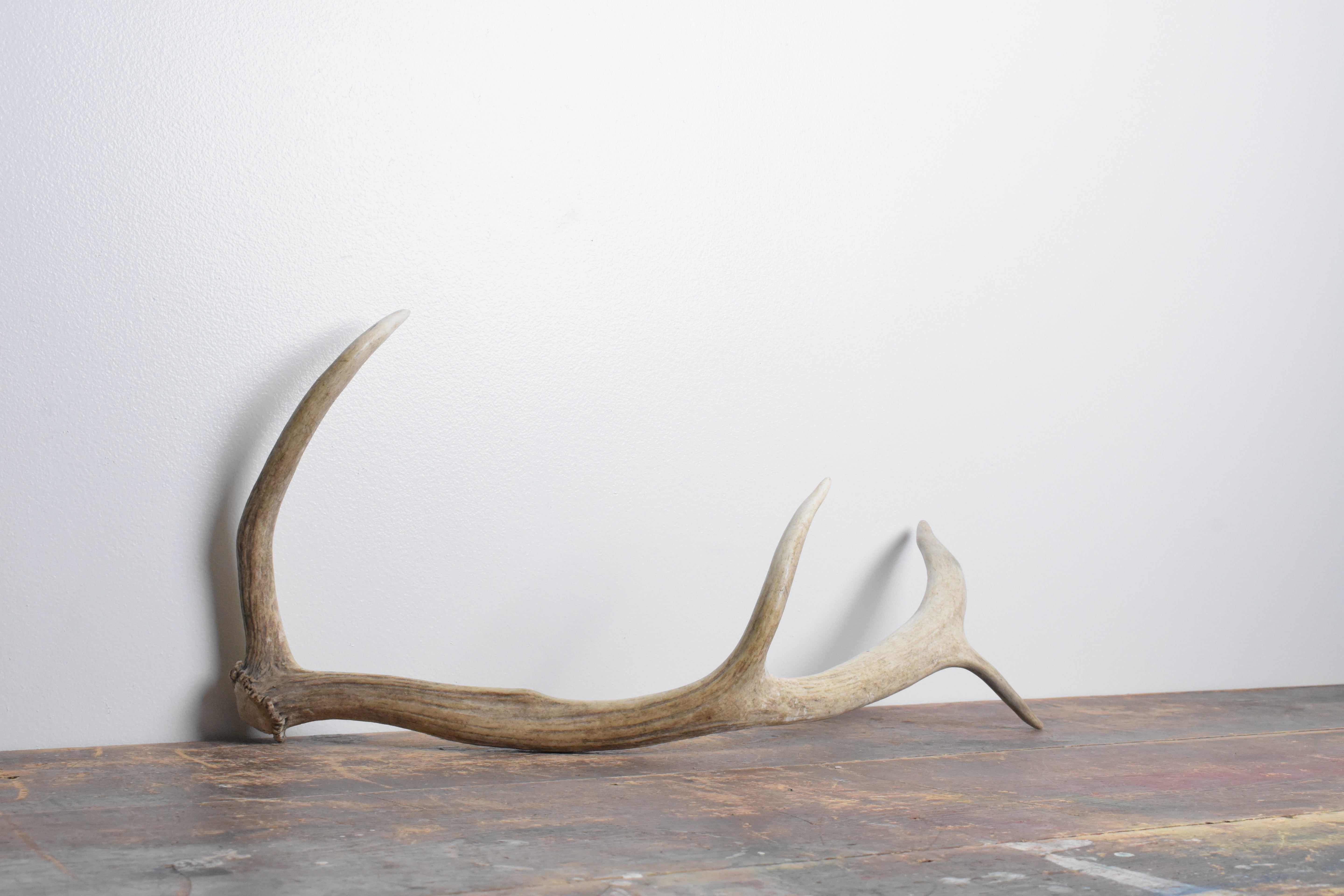 Elk Antler | Small Size | 86