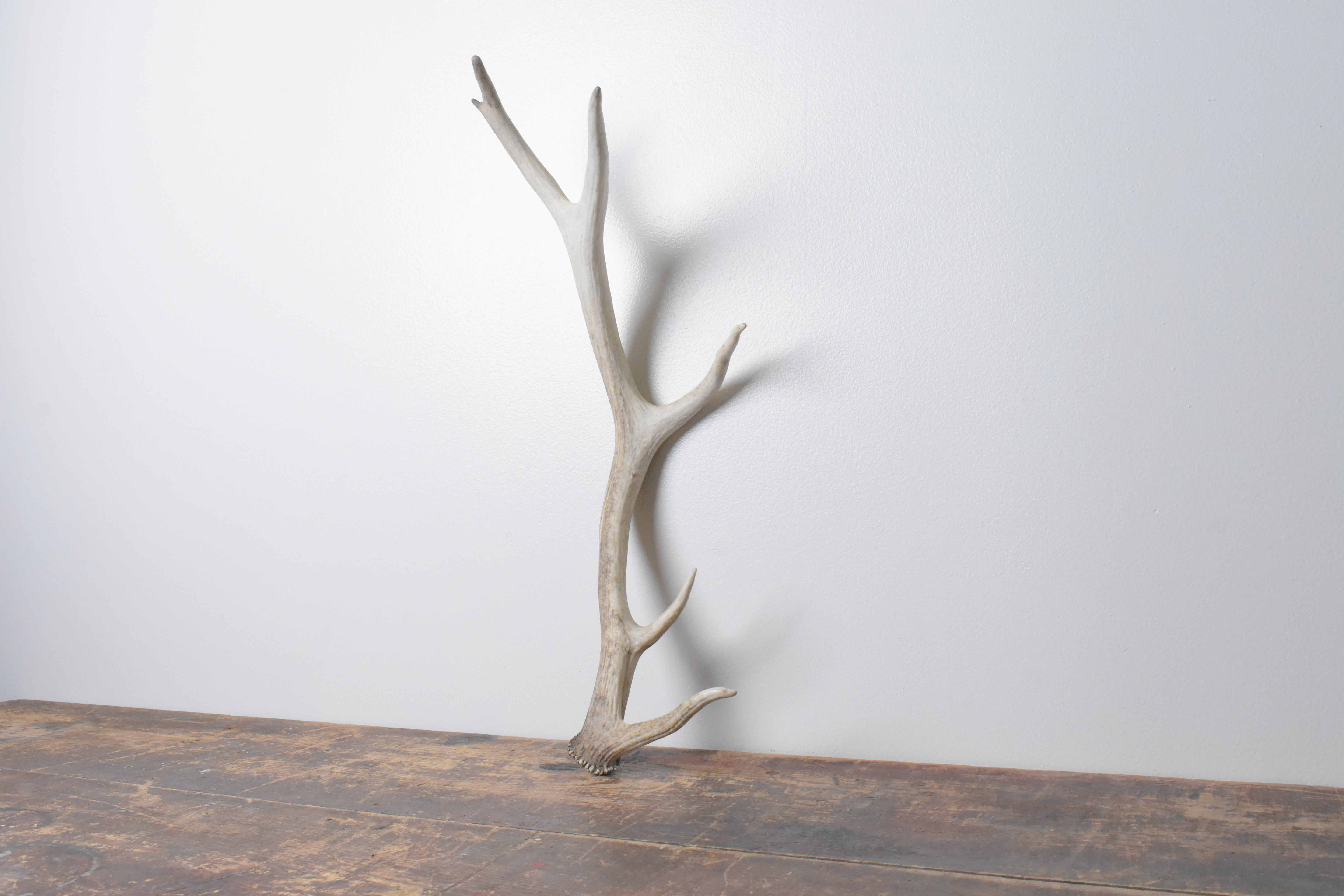 Elk Antler | Small Size | 68