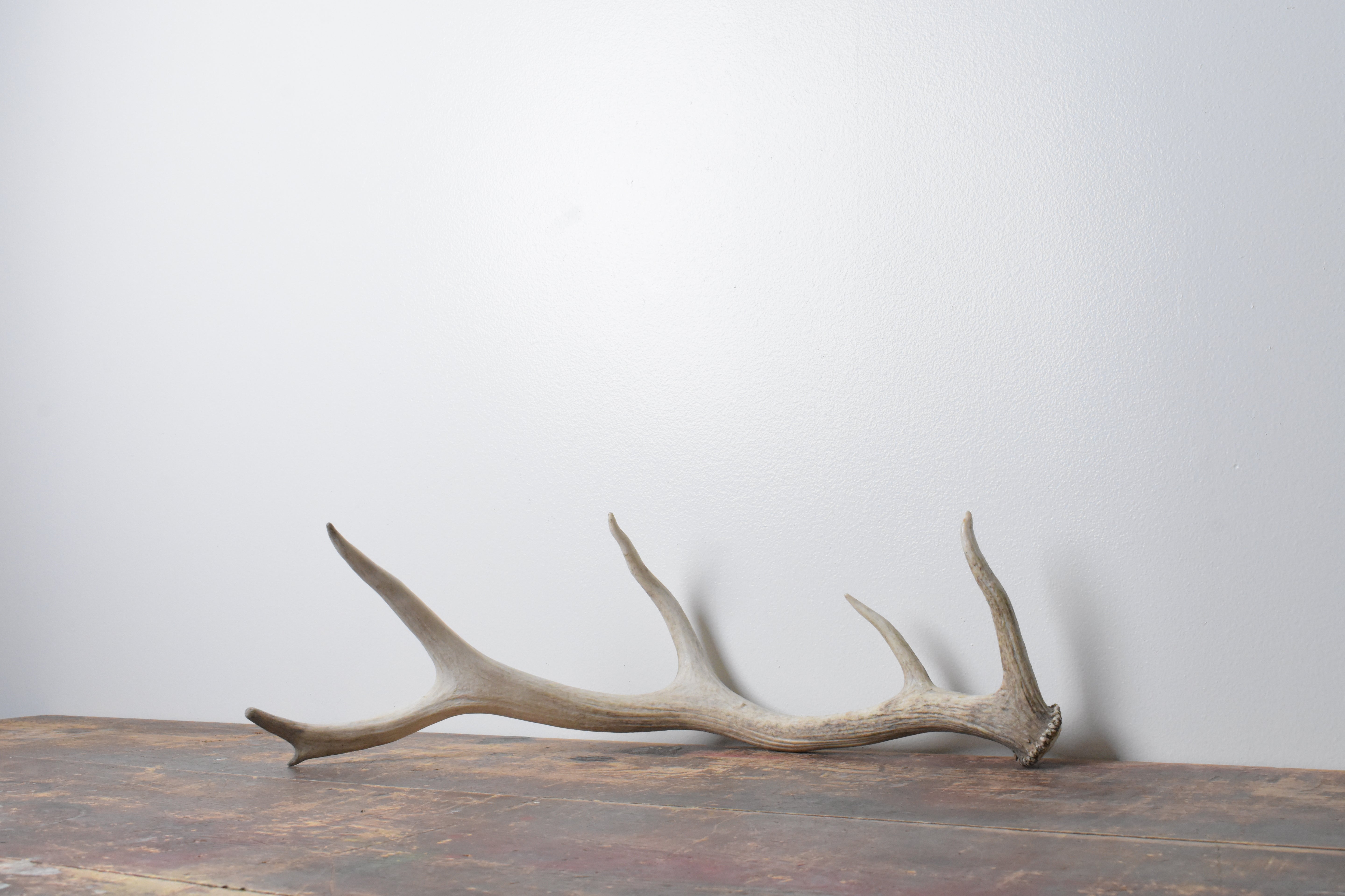Elk Antler | Small Size | 68