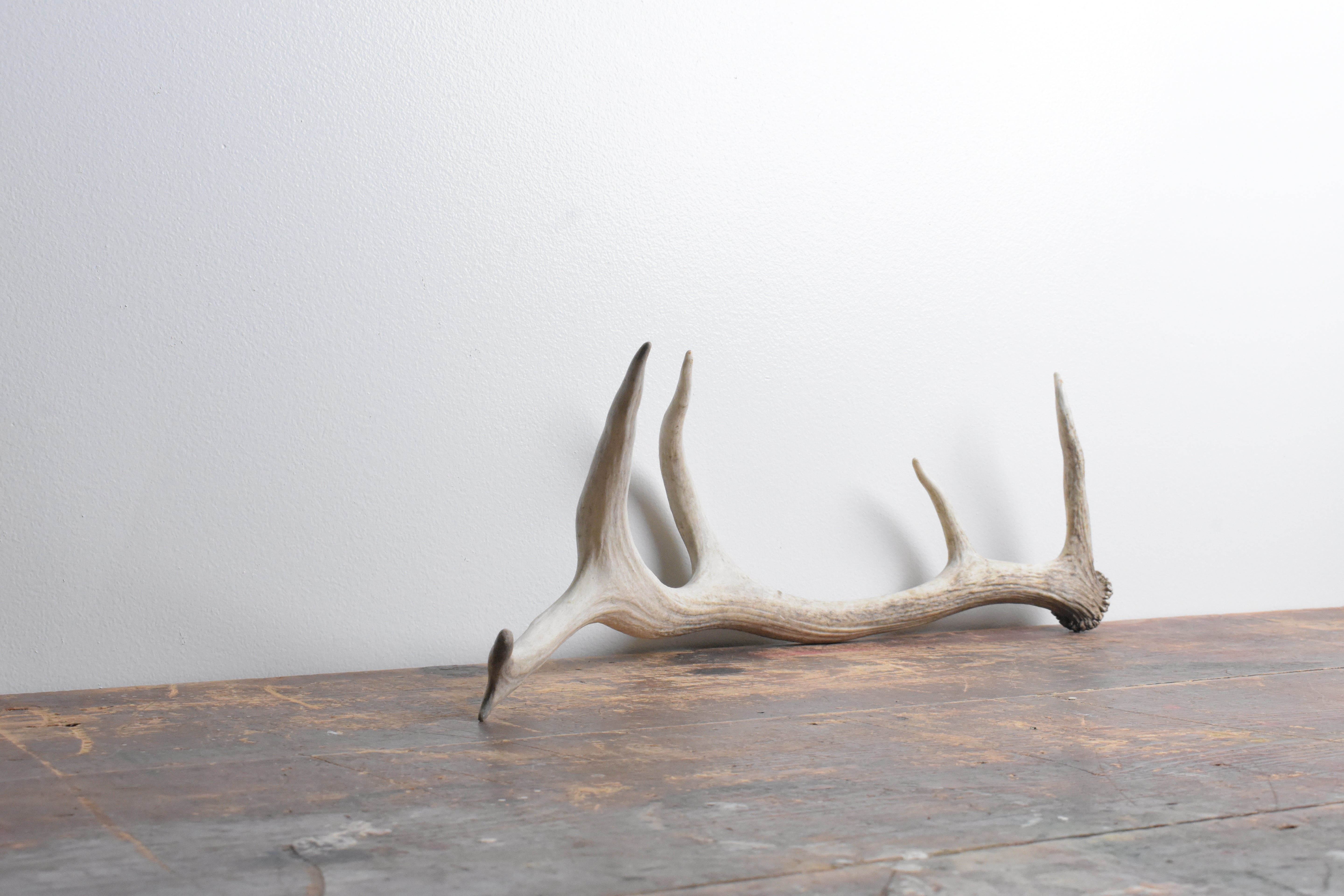 Elk Antler | Small Size | 68