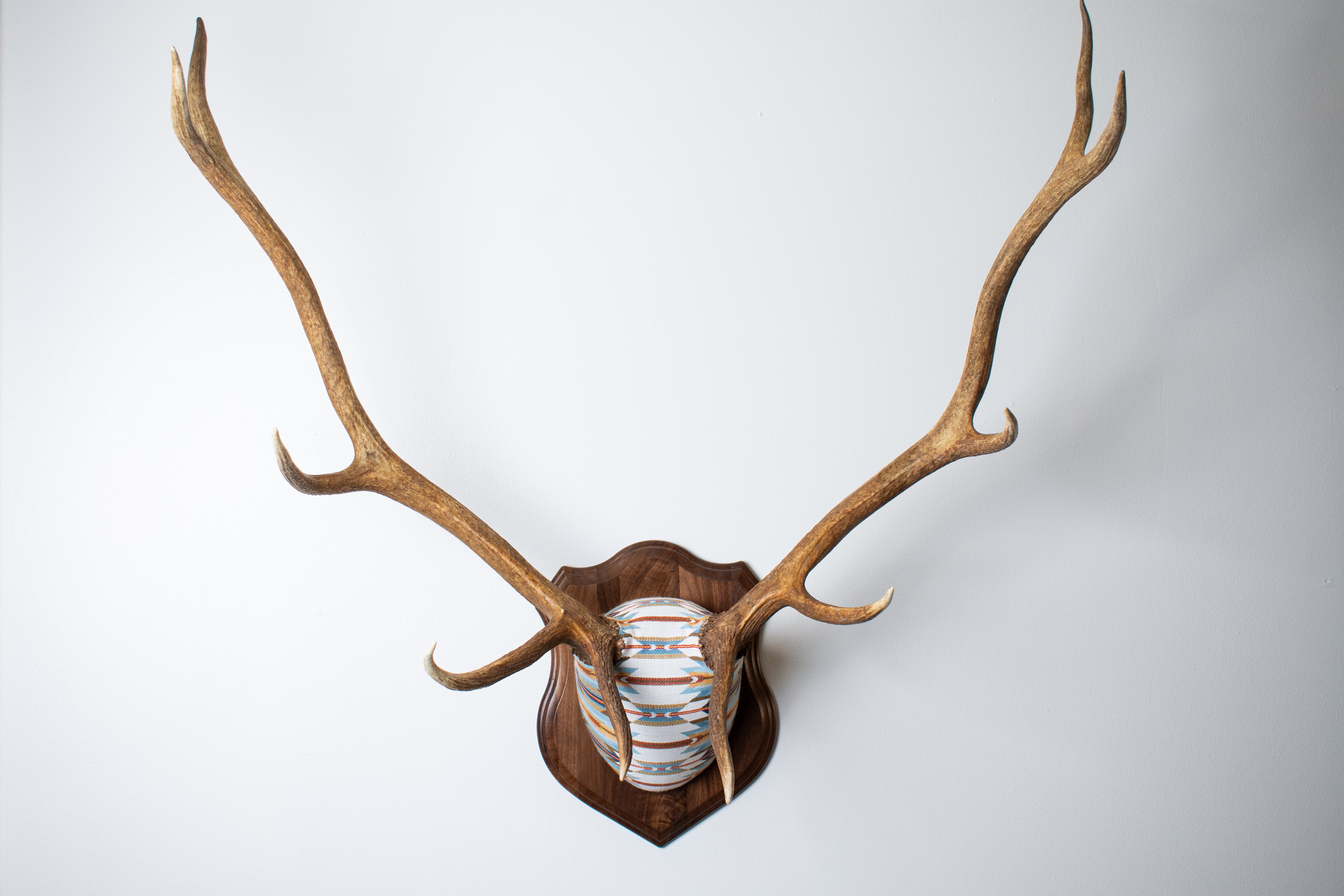 Elk Antler Mount | Sunset | 01
