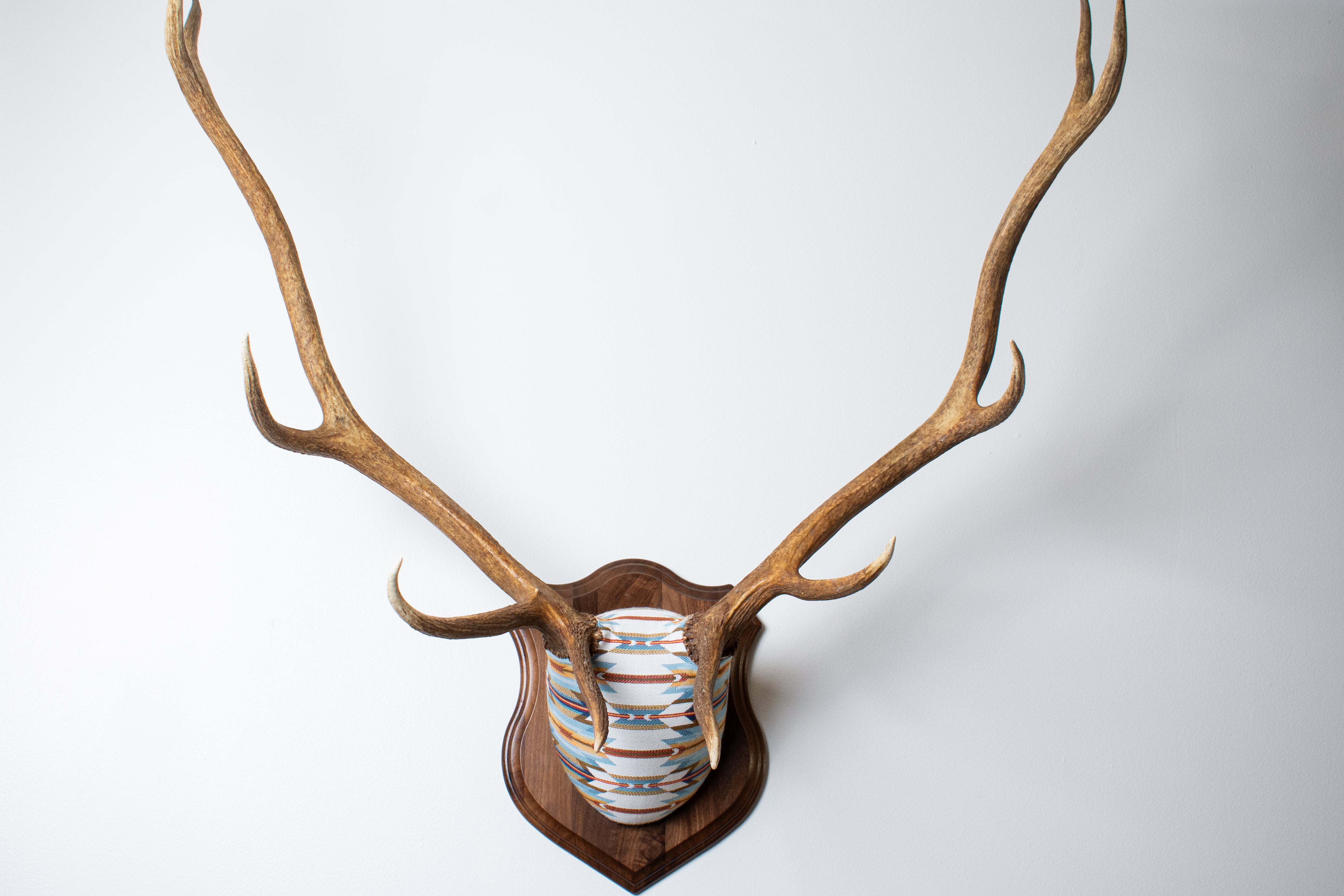 Elk Antler Mount | Sunset | 01