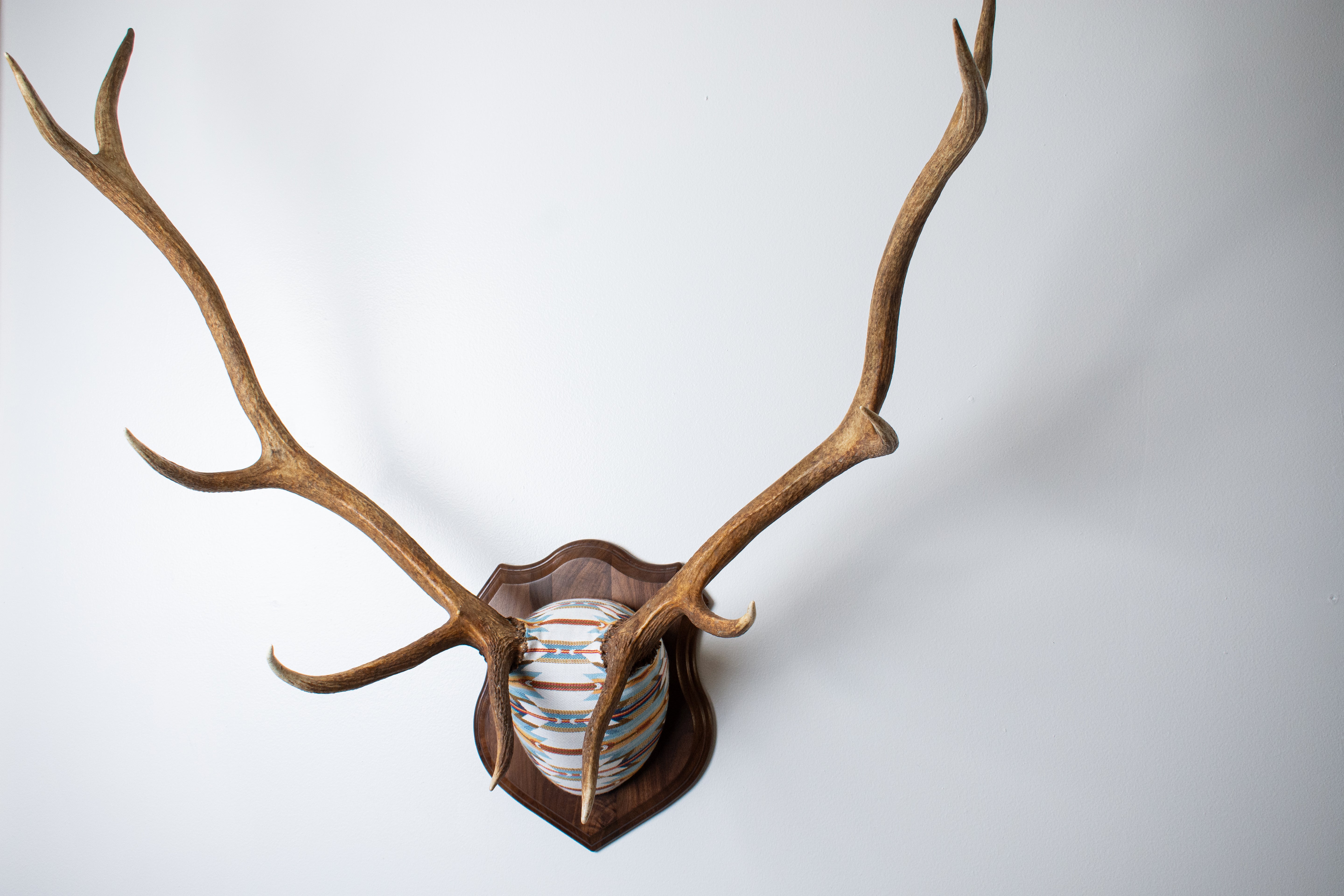 Elk Antler Mount | Sunset | 01