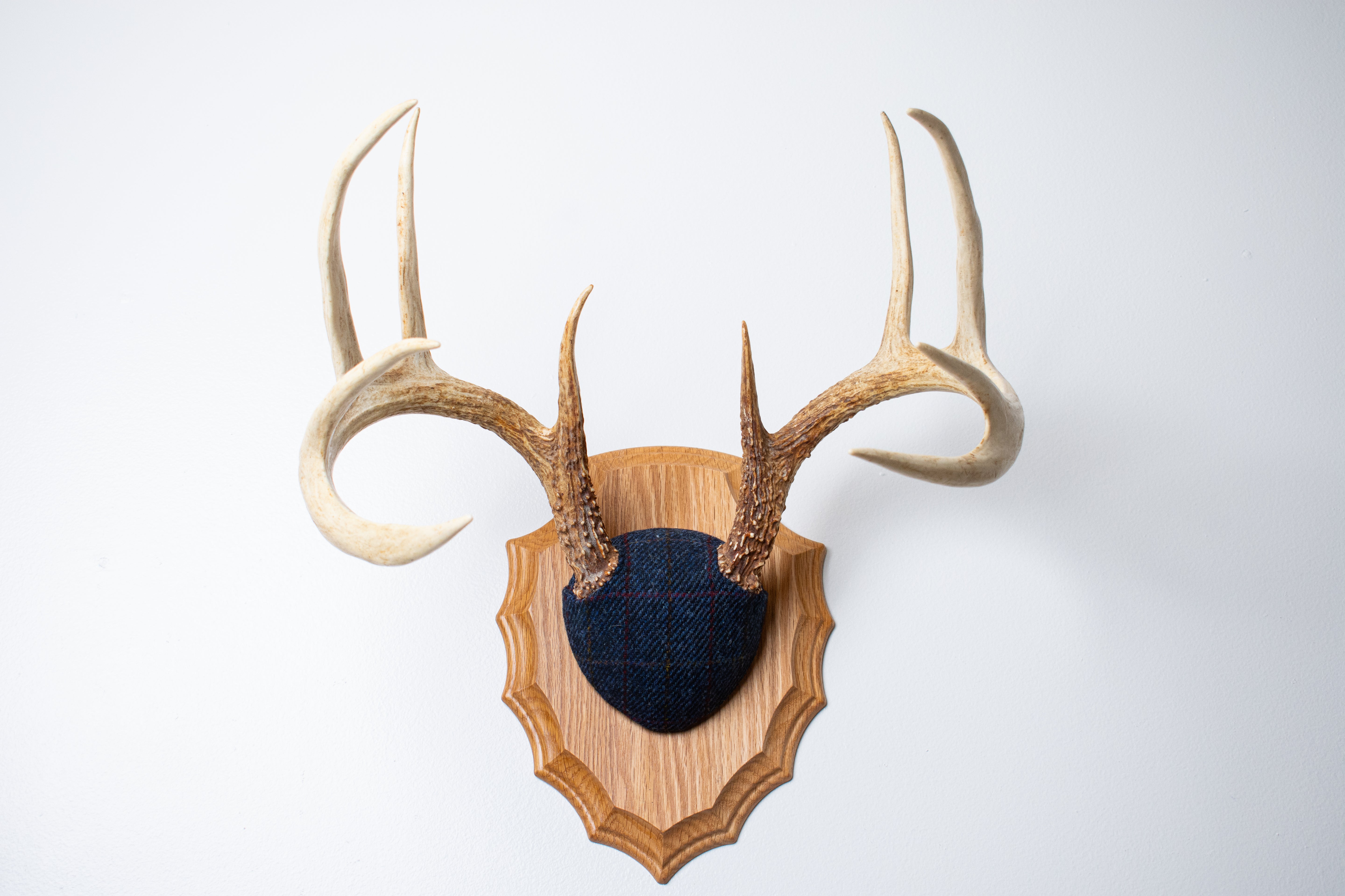 Whitetail Deer Antler Mount | Blue with Red Overcheck | 09