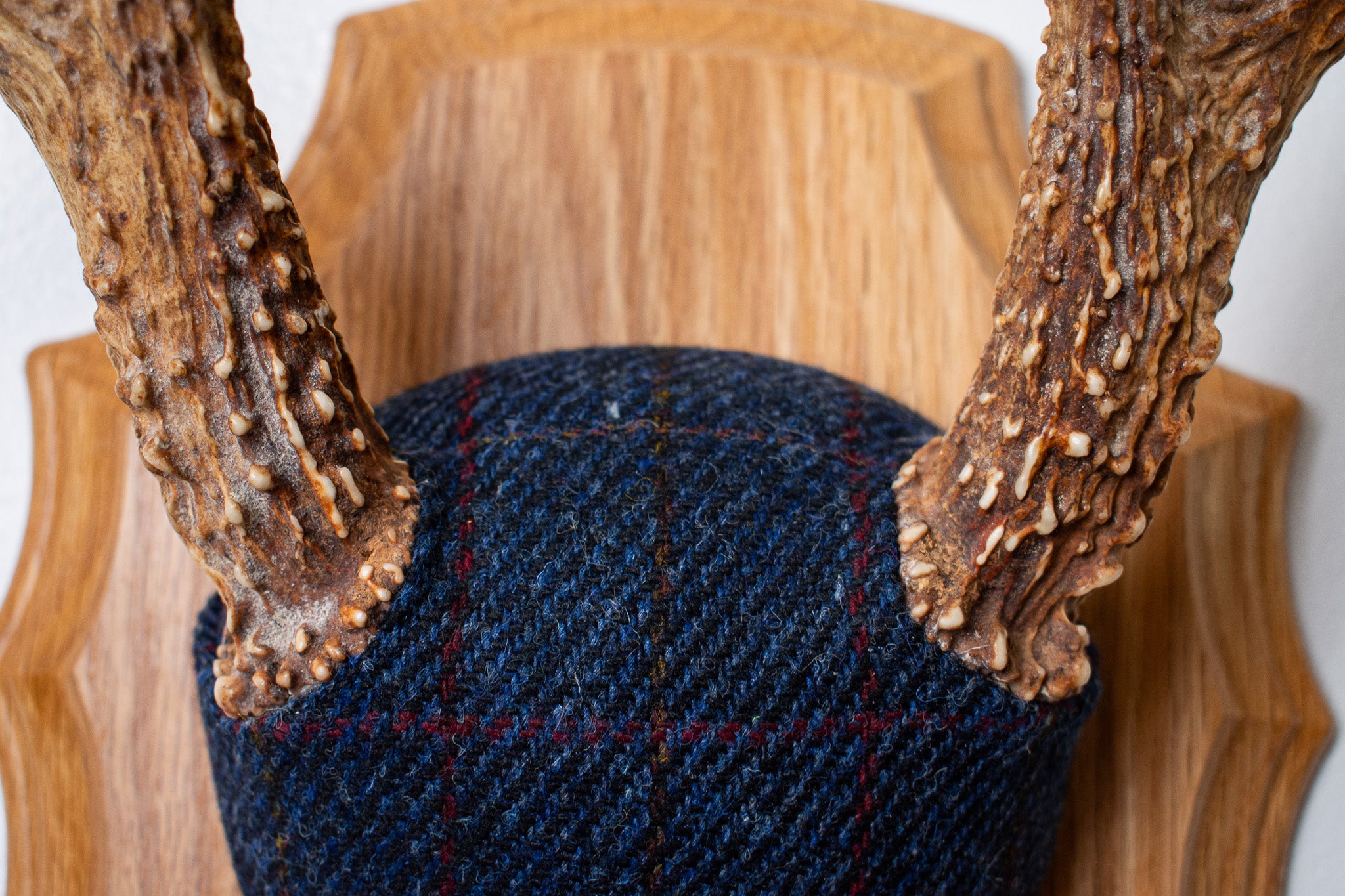 Whitetail Deer Antler Mount | Blue with Red Overcheck | 09