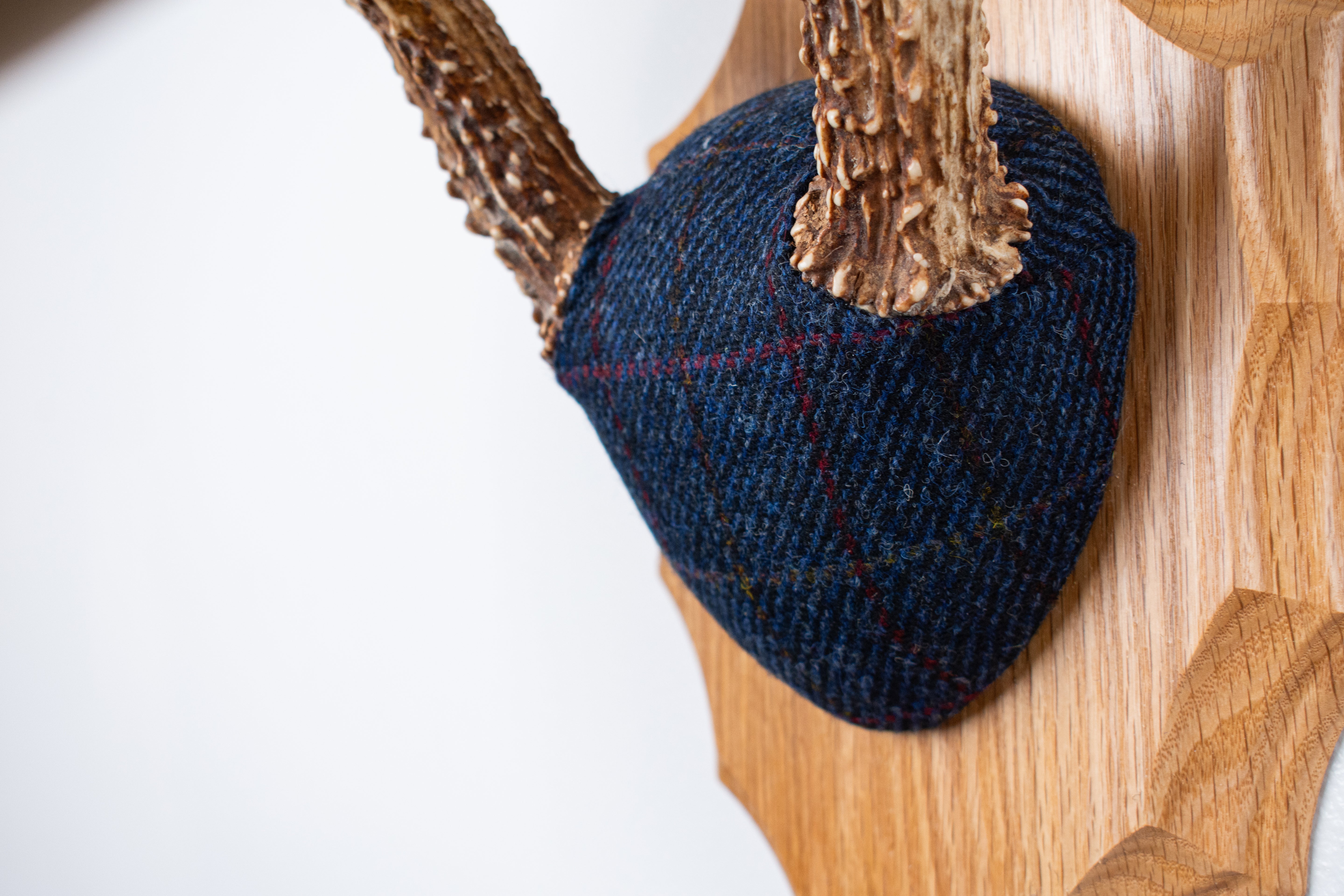 Whitetail Deer Antler Mount | Blue with Red Overcheck | 09