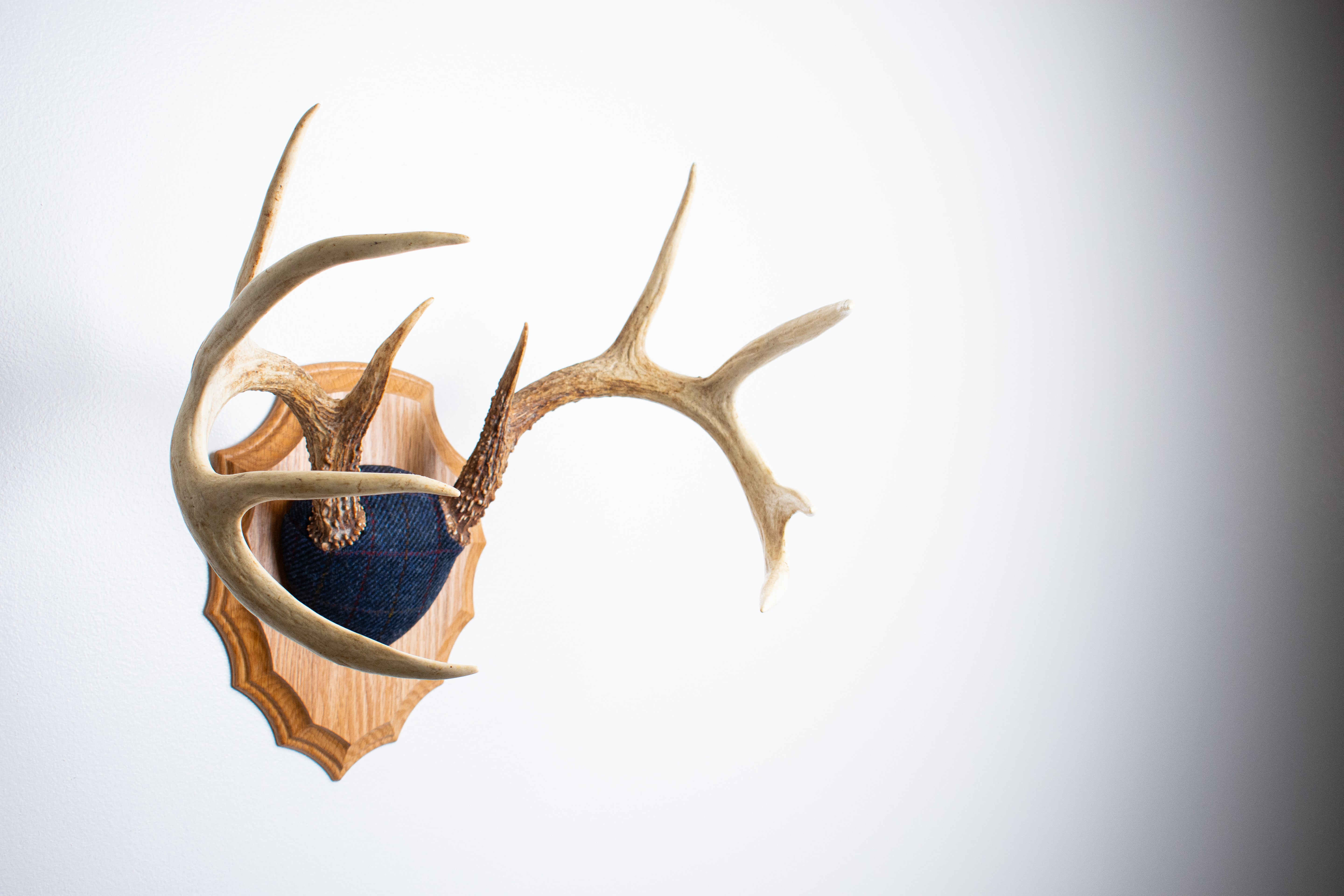 Whitetail Deer Antler Mount | Blue with Red Overcheck | 09